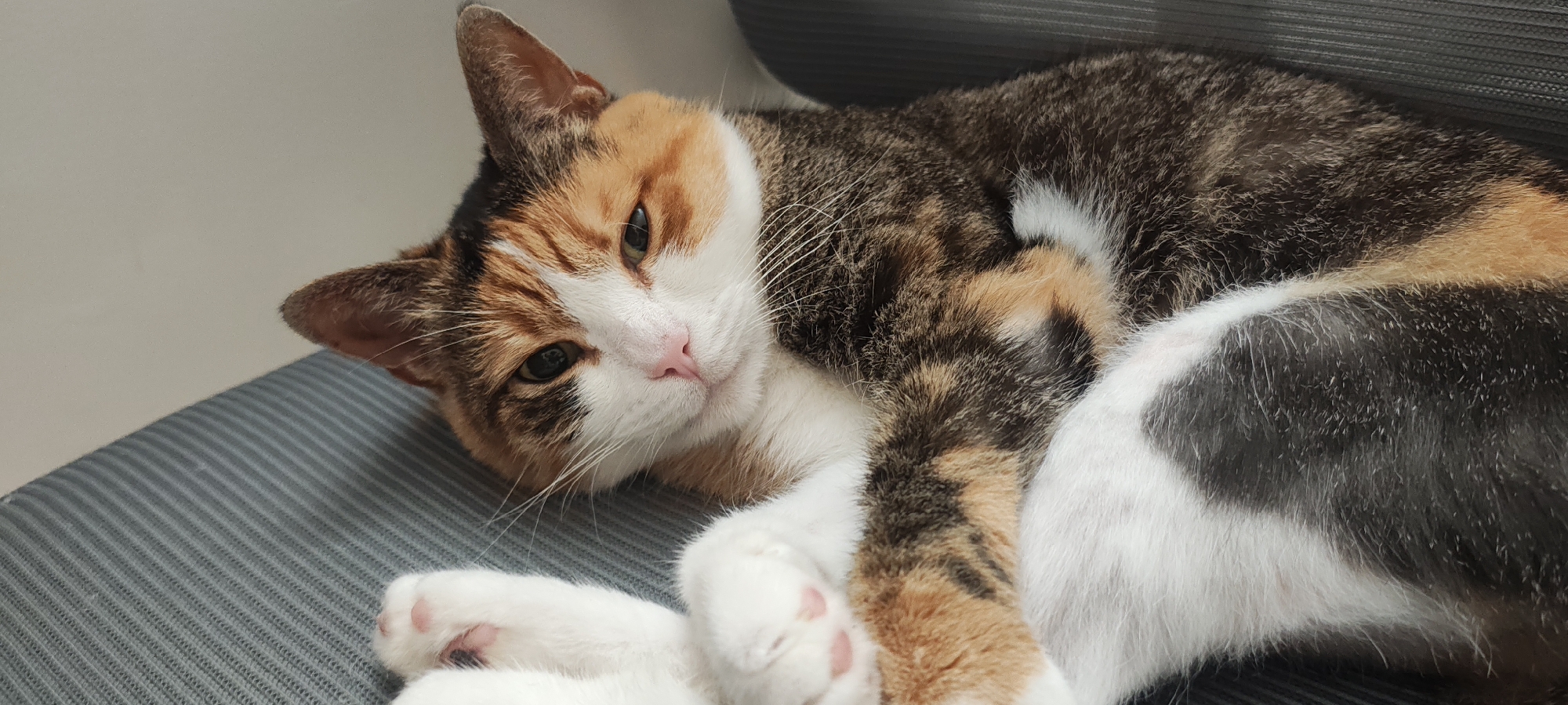 A calico cat is lying down on a grey striped surface, possibly a chair or sofa, indoors. The cat's fur has patches of white, black, brown, and orange. Its head is turned towards the viewer, with its eyes open and looking at the camera. The cat's paws are visible, with pink toe beans. The background is a plain, light-colored wall. There are no people or other animals present in the image. The image appears to be a candid shot taken at close range. The environment is not identifiable as being in Tel-Aviv, Israel.