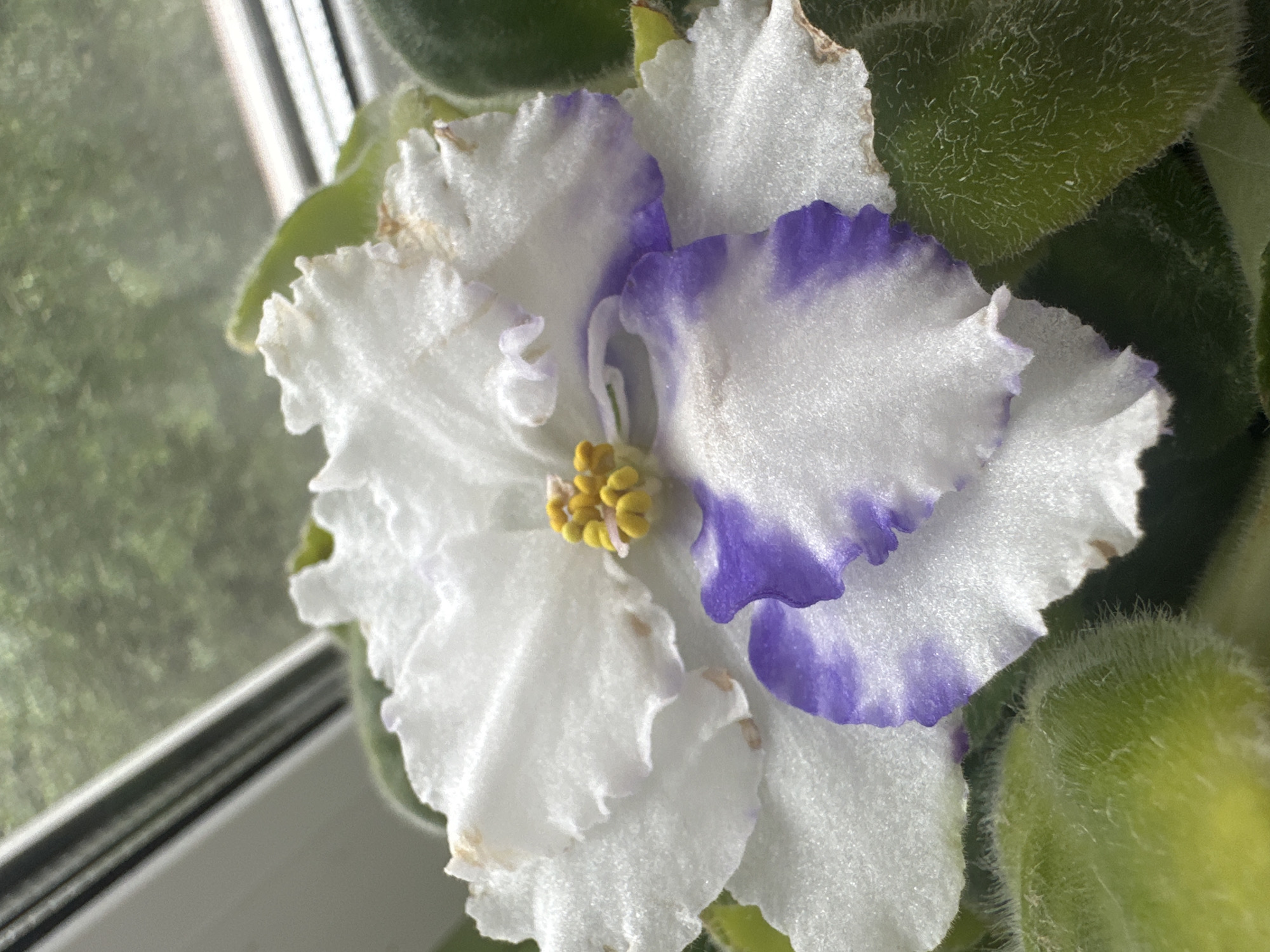 This is a close-up, overhead shot of a white African violet flower with purple edges on its petals. The flower is in bloom, with its delicate petals unfurling. In the center of the flower, yellow stamen are visible. The flower is surrounded by fuzzy green leaves. The background is blurred and appears to be an indoor setting, possibly near a window, with hints of greenery visible through it. There are no people or text in the image. The lighting suggests it might be daytime.