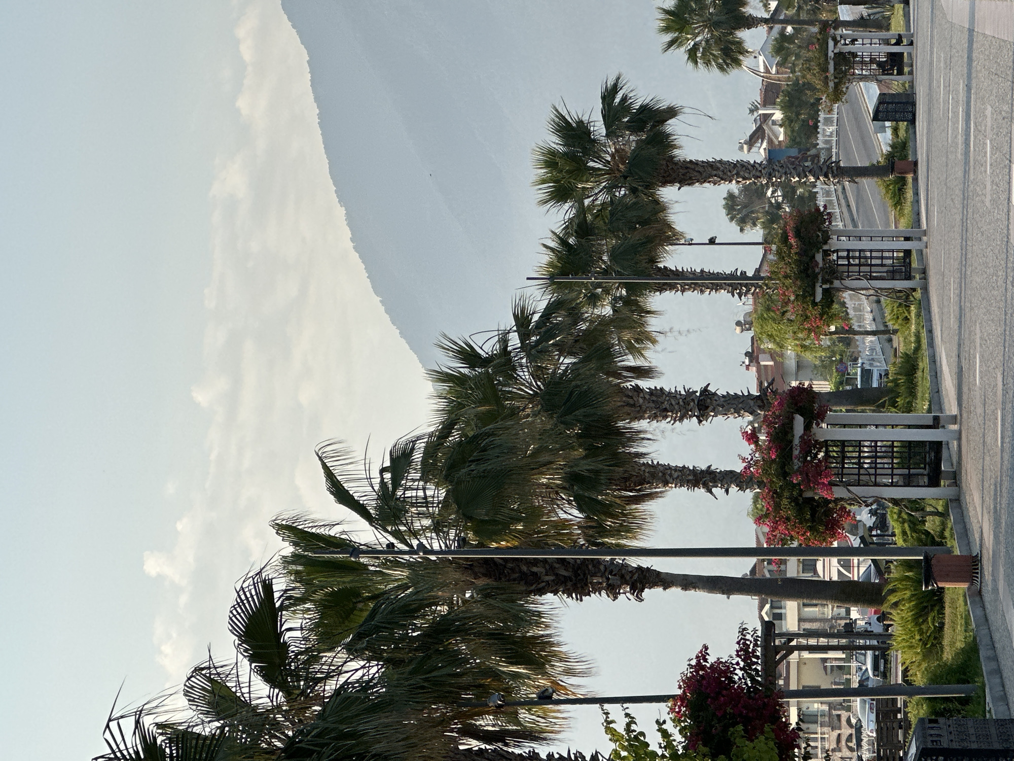 The image captures a scenic view of a coastal promenade in Fethiye, Turkey. A line of mature palm trees with lush green fronds dominates the foreground, their trunks textured and weathered. The promenade itself is paved with grey asphalt, marked with white lines, and lined with decorative structures featuring white pillars and latticework, adorned with vibrant pink bougainvillea. To the left, a patch of green foliage with smaller pink flowers adds to the verdant landscape. Beyond the promenade, buildings with terracotta roofs are visible, suggesting a residential or tourist area. In the background, a hazy, imposing mountain range stretches across the horizon under a pale blue sky with scattered clouds. The overall atmosphere is serene and picturesque, typical of a Mediterranean coastal town. There are no people visible in the image.