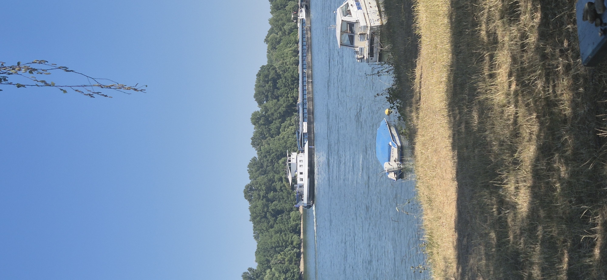 A cargo ship is sailing on a wide, blue river under a clear, bright sky. The riverbanks are lined with dense green trees. In the foreground, dry grass covers the ground. Two smaller boats are moored near the shore. One is a white boat with a cabin, and the other is a smaller vessel covered with a blue tarp. The scene appears to be a tranquil summer day on the Rhine River, likely in or near Mainz, Germany, given the typical barges and river scenery.