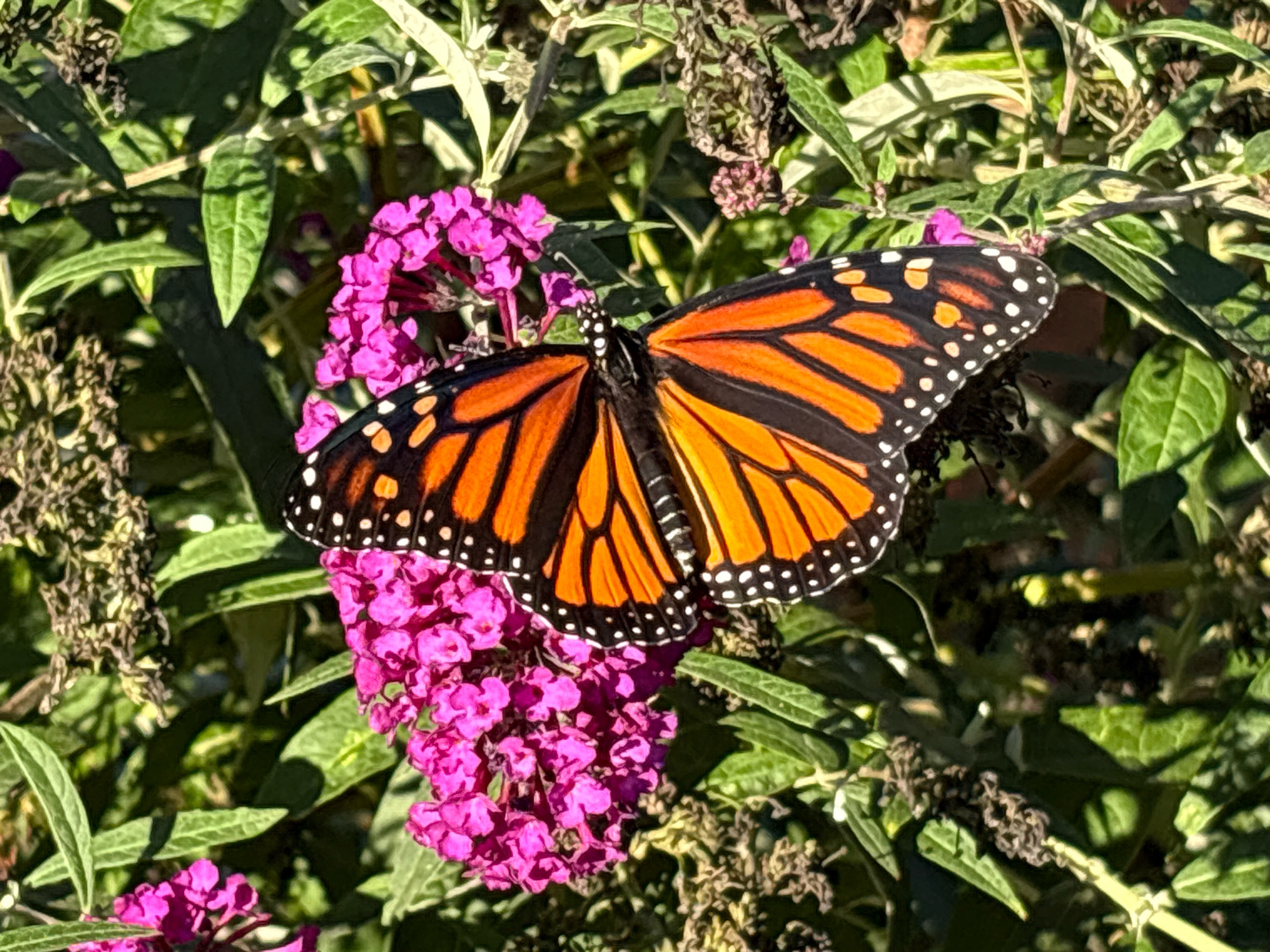 A monarch butterfly rests on a cluster of vibrant purple flowers. The butterfly's wings are open, displaying its iconic orange and black patterns, accented with white dots along the edges. The flowers, which appear to be part of a butterfly bush, are densely packed and have a rich fuchsia hue. Lush green foliage forms the background, with sunlight filtering through, creating dappled shadows and highlighting the textures of the leaves. The scene is set outdoors, suggesting a garden or natural environment. This image was captured in Glastonbury, United States of America.