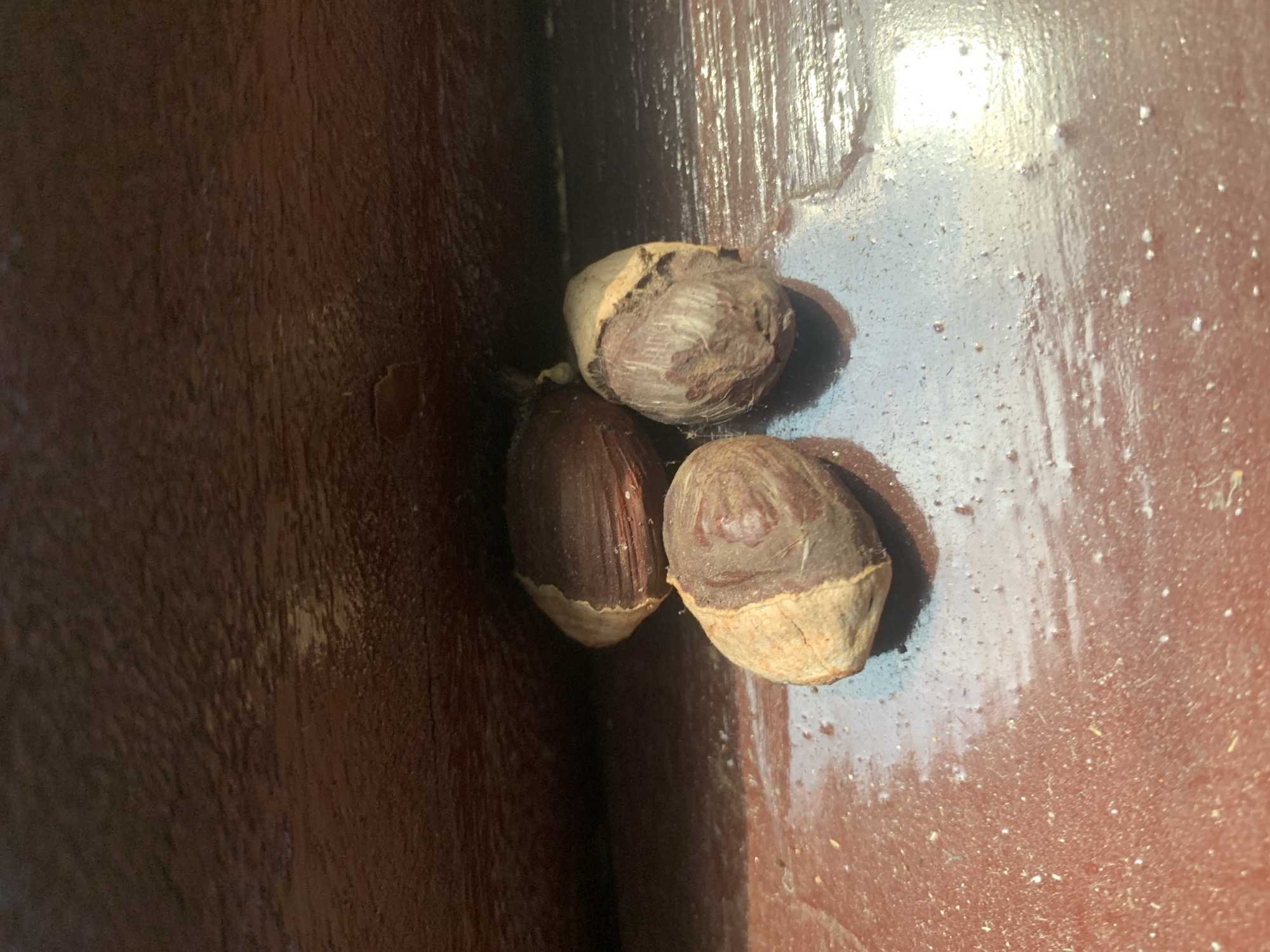 Three shelled hazelnuts are positioned on a dark brown, possibly wooden, surface. The surface appears slightly reflective and has some visible dust particles and smudges. The hazelnuts are close together, with two in the foreground and one slightly behind and to the right. The shells are a reddish-brown color with some lighter tan areas. The lighting creates shadows that highlight the textures of the nuts and the surface. The background is dark and out of focus. The scene is an indoor setting, likely a table or shelf. The location in Dukuh Mojo, Indonesia is not directly evident from the image itself.