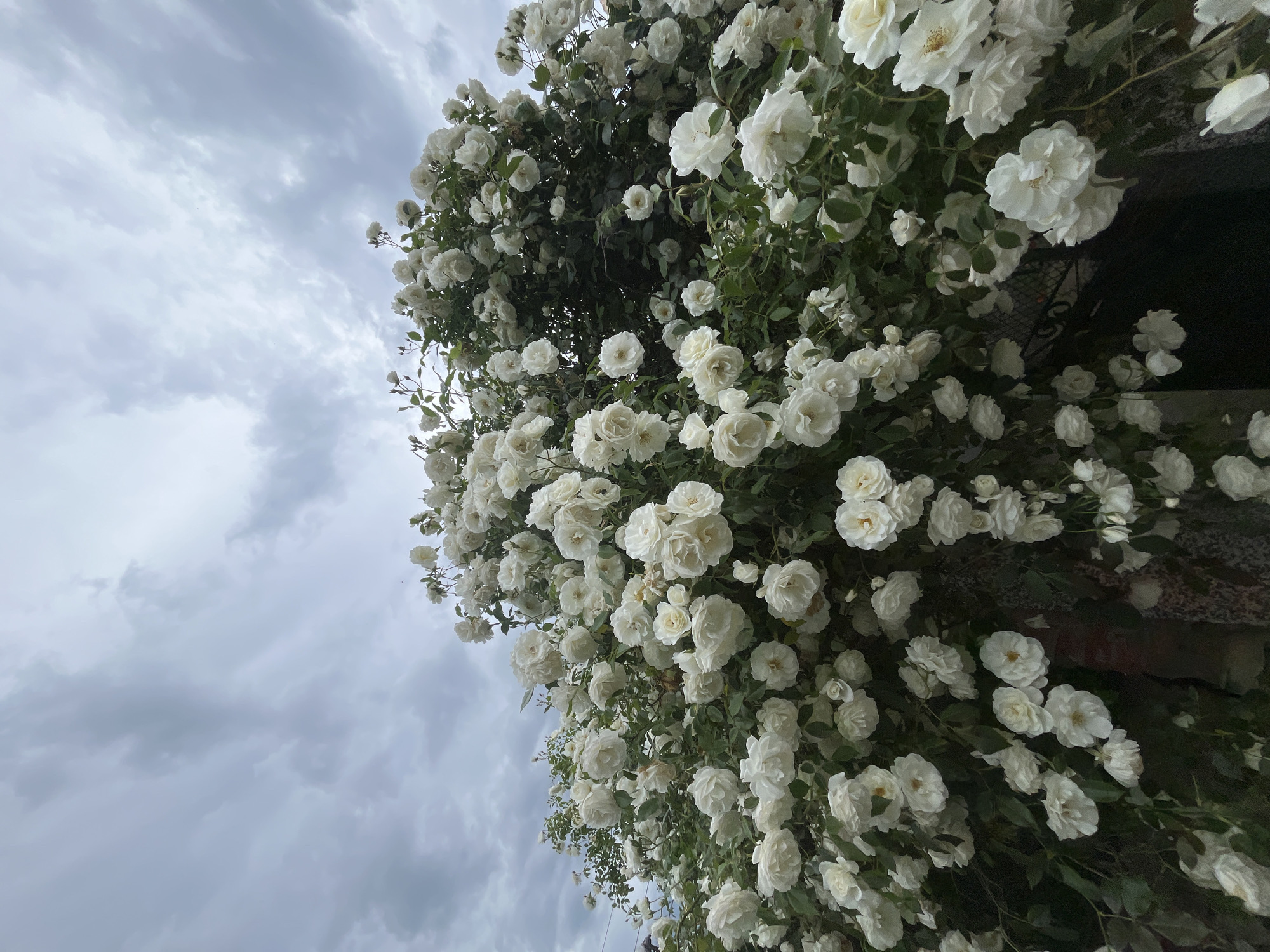 A low-angle shot captures a profusion of white roses in Lozarevo, Bulgaria. The roses, densely clustered and in full bloom, are positioned against a backdrop of an overcast sky filled with gray, textured clouds. The roses appear to be climbing a structure, with glimpses of dark material suggesting a wall or framework behind the blooms. The scene conveys a sense of natural abundance and tranquility.