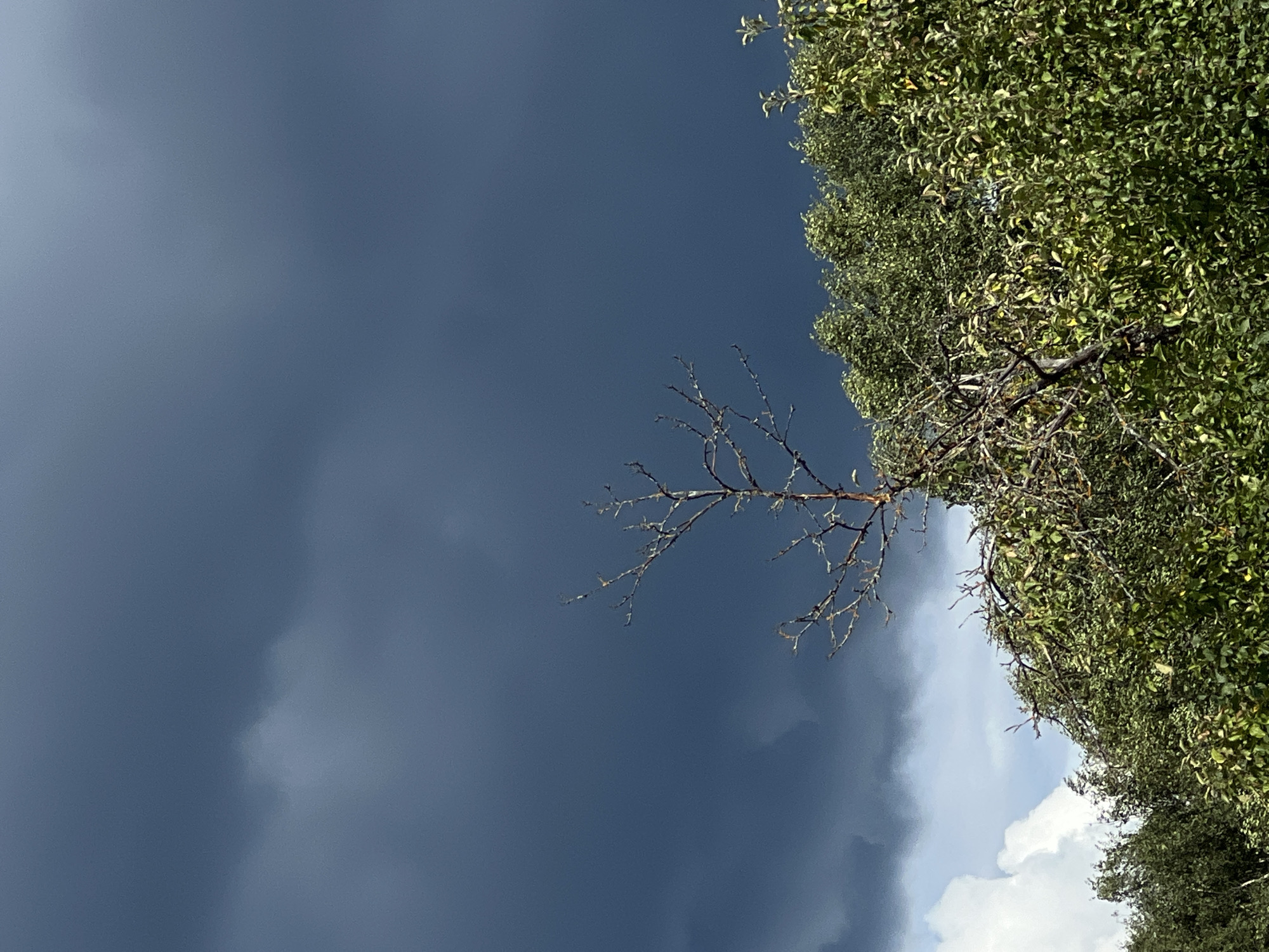 A dark, ominous sky dominates the upper portion of the image, filled with deep gray storm clouds. In the foreground, a sparse, bare tree with twisted branches stands silhouetted against the sky. Below the tree, lush green foliage of trees and bushes stretches across the lower half of the frame, creating a dense canopy. White clouds are visible peeking through the darker clouds on the left side. The scene appears to be an outdoor environment, possibly a natural landscape or a park area, under a brewing storm. The location is identified as Strakhovo (Sitnikovskii S/S), Russia. There are no people or discernible actions taking place in the image.