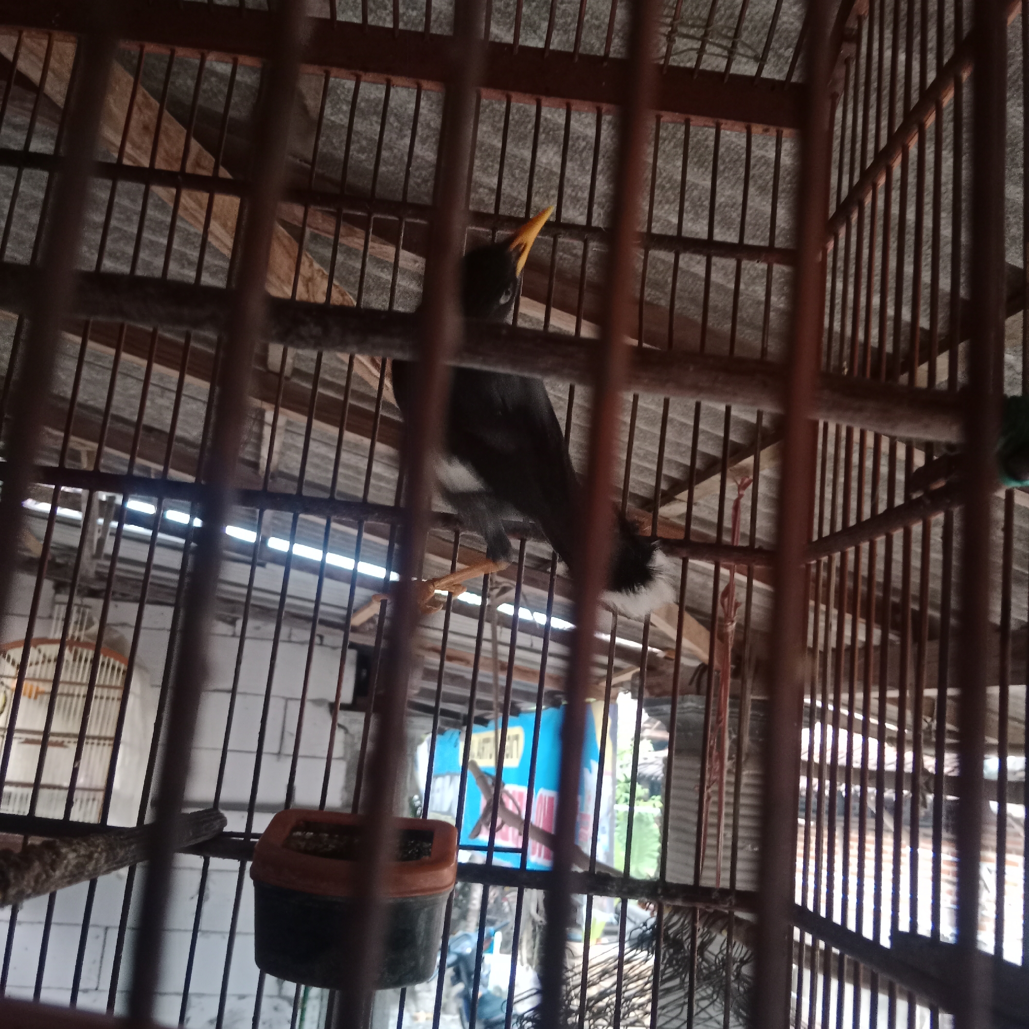 A dark-colored bird with a yellow beak is perched inside a birdcage. The cage is made of dark-colored metal bars and appears to be in an outdoor setting, possibly a backyard or market area, given the presence of some greenery and what looks like a motorcycle in the background. The bird is looking upwards and to the right. In the foreground, a part of the cage bars is visible, partially obscuring the view. To the left, there is a bird feeder or water dispenser attached to the cage. The overall impression is of a captured bird in a man-made enclosure. The location is specified as Ngringin, Indonesia.