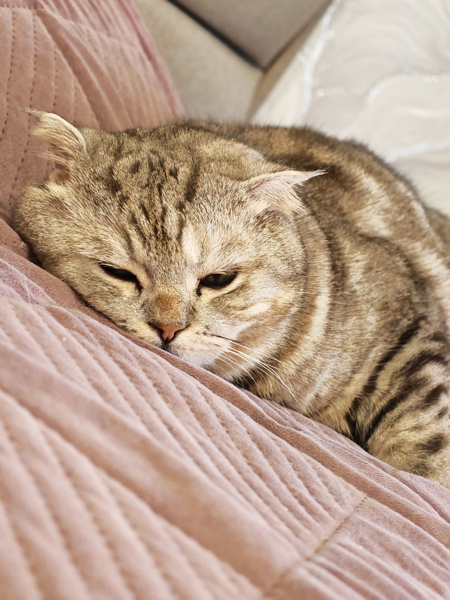 A close-up, eye-level shot shows a gray tabby cat resting on a pink, textured blanket. The cat's head is tilted, with its eyes partially closed, suggesting it is sleepy. Its fur is striped with darker gray and brown markings. The blanket appears soft and slightly wrinkled, with a quilted pattern of raised ridges and indented channels. The background is softly blurred, showing hints of a gray upholstered surface, possibly a sofa or bed. No specific location in Minsk, Belarus, can be identified from the image.