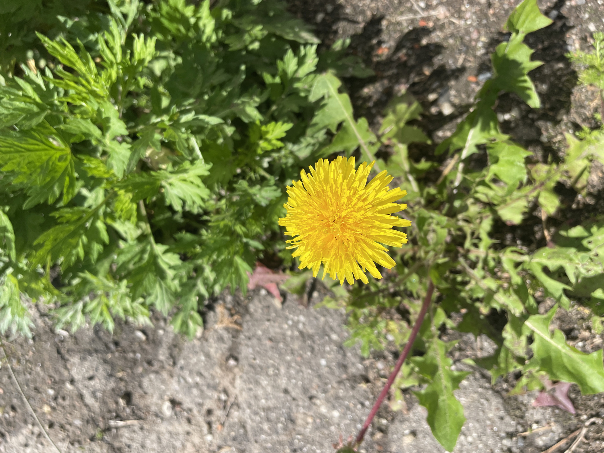 A close-up, overhead shot captures a single yellow dandelion in bloom, positioned centrally in the frame. The dandelion's vibrant petals radiate outwards from its center, creating a fluffy, circular bloom. It is surrounded by its characteristic jagged green leaves, some of which are partially obscured by the dense foliage of another plant with feathery green leaves dominating the upper right quadrant of the image. The ground beneath the plants is a mixture of dark soil and light-colored gravel, with a few scattered pebbles and a small red leaf visible in the lower left. The scene is illuminated by natural sunlight, casting shadows that suggest it is midday. The image was taken outdoors, likely in a garden or natural area within the city of Tervolovo, Russia. There are no people or animals present in the frame, and no discernable actions or interactions are taking place.