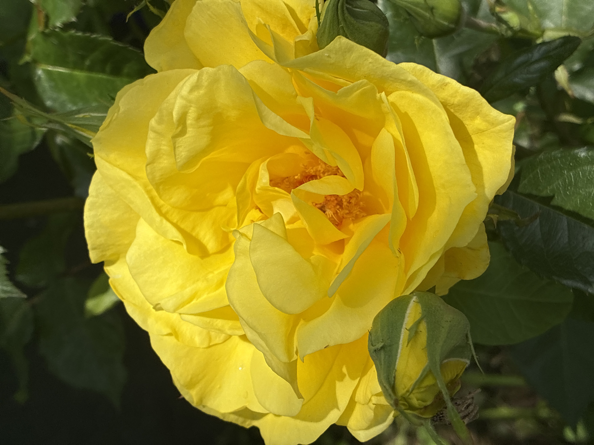 A close-up photograph depicts a fully bloomed yellow rose, centered and filling the frame. The rose has numerous petals tightly arranged towards the center and more loosely arranged around the edges. Several green leaves are visible in the background. Additionally, a rose bud can be seen to the lower right of the main flower. The overall impression is of a rose growing outdoors. The photo was taken during the day. Information regarding location and other unobserved information is unavailable from the image.