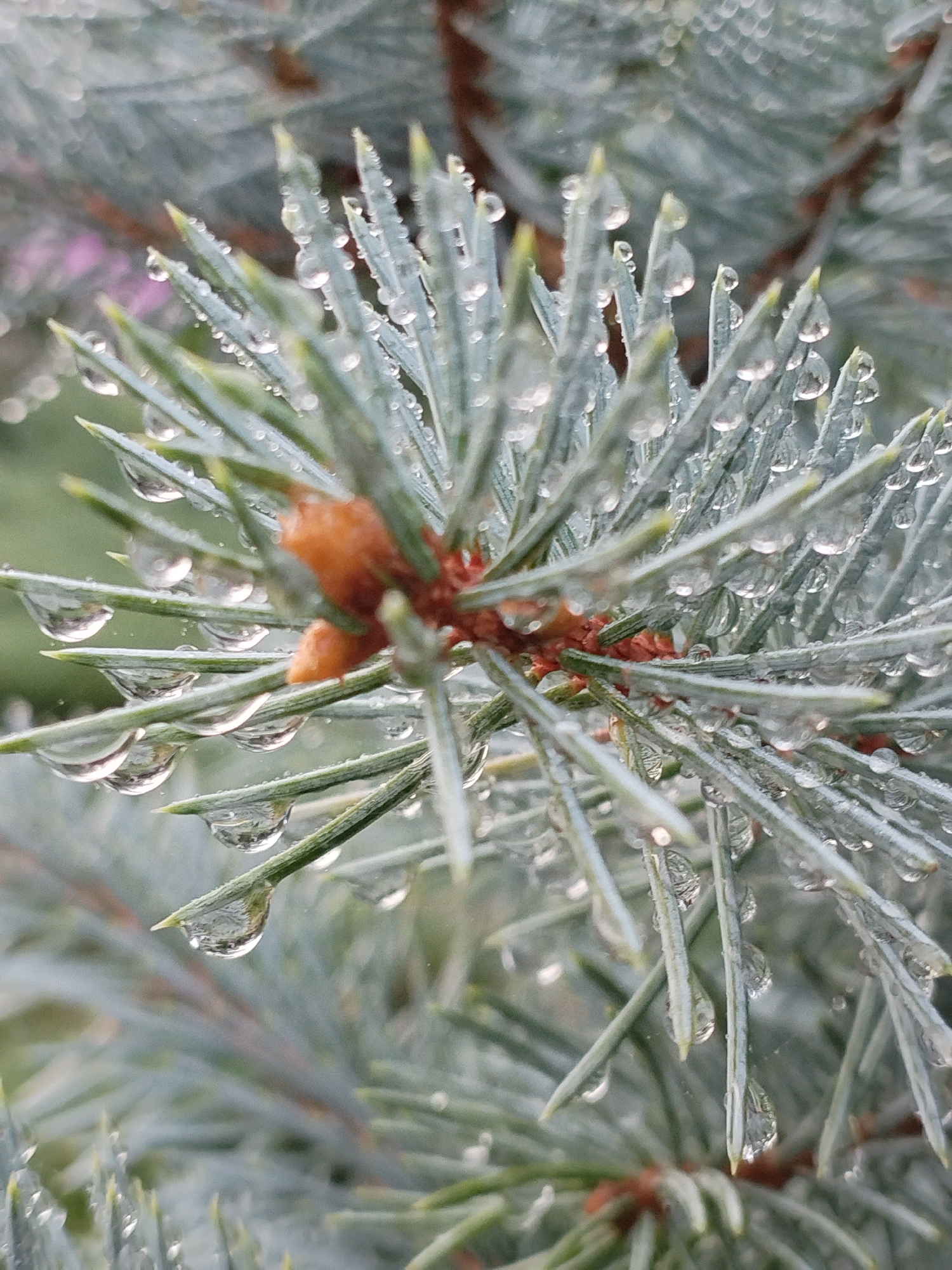 A close-up, eye-level shot captures a branch of a blue spruce tree adorned with numerous clear, spherical water droplets. The needles of the spruce are a muted blue-green, and their sharp tips are particularly visible where the water droplets cling. The background is a soft, out-of-focus blur of green and hints of pink, suggesting other foliage or flowers. The lighting appears diffused, highlighting the translucence of the water and the fine texture of the needles. There are no people, structures, or other objects visible, and no discernible activity is taking place. The scene is devoid of any context related to the city of Bialynichy, Belarus, or any other specific location.