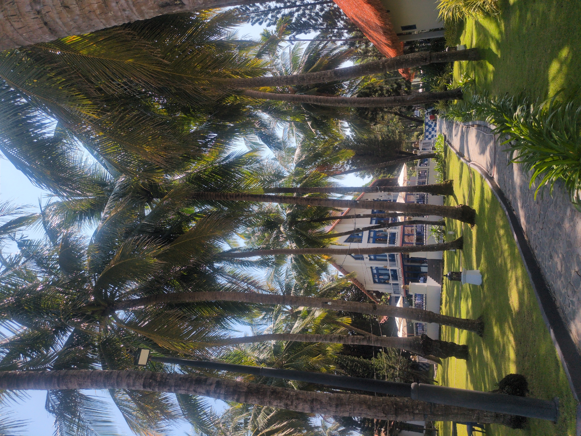 A slightly tilted, long shot captures a scene in Phú Quốc, Vietnam. The landscape is abundant with palm trees that stretch towards a pale blue sky, filtered by the dense foliage. The trees cast shadows on a verdant lawn that is bordered by a stone pathway. The architecture features a low-rise building with white walls and blue window frames, accented by a red-tiled roof. The overall composition is indicative of a tropical resort or park setting.