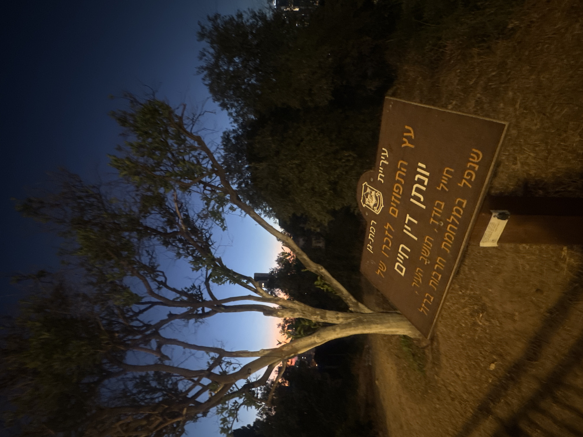 In Ramat Gan, Israel, as dusk settles, a brown informational sign stands in a grassy area, likely a park or viewpoint, near a solitary tree with bare branches. The sign, written in Hebrew, commemorates a fallen soldier, Ynon Dan Chaim, who died in battle in 1948. The text indicates the tree is an olive tree and the sign is for the Ramat Gan Municipality. In the background, city lights twinkle under a darkening sky transitioning from hues of orange and blue to deep indigo. The lighting suggests this scene was captured after sunset, with artificial lights illuminating the sign and tree, creating distinct shadows on the ground.