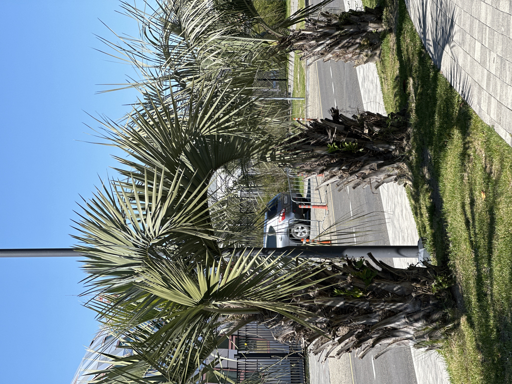 The image captures an outdoor scene on a bright, sunny day in Sirius, Russia, depicting a row of prominent palm trees lining a paved area next to a road.
The primary subjects are several large palm trees with thick, rough trunks and numerous spiky, fan-shaped fronds. These fronds, primarily green with some lighter, sun-bleached sections, dominate the foreground and midground, casting long, distinct shadows on the ground.
The palm trees are situated alongside a light-colored, paved sidewalk made of rectangular pavers. Adjacent to the sidewalk is a narrow strip of well-maintained green grass. Beyond this, an asphalt road is visible, featuring white road markings.
In the midground, partially obscured by the palm fronds, a silver SUV or minivan is parked on the side of the road, next to an orange traffic cone. Part of a Russian license plate, "E59...", is discernible on the vehicle. A dark-colored street pole stands near one of the palm trees. Further in the background, glimpses of a modern building with reflective surfaces and some fencing can be seen.
The sky is a clear, vibrant blue, indicating fair weather. The strong shadows cast by the palm trees on the sidewalk and grass confirm bright sunlight, likely during the late morning or early afternoon. No people are visible in the scene. The overall impression is that of a well-maintained, sunny urban or resort area.