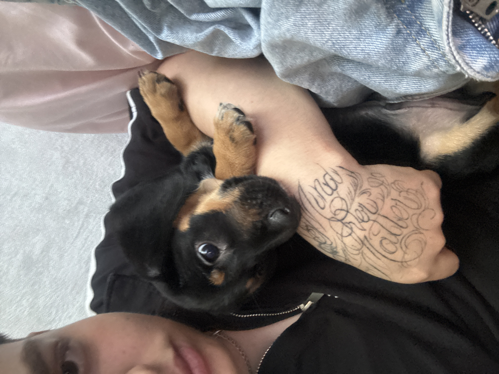 A person's arm, covered in a tattoo, is holding a black and tan puppy. The person is wearing a black hoodie and denim jeans. The puppy is looking towards the camera with its head tilted slightly. The background is a mixture of pink and white fabric, possibly a bed or sofa. The scene appears to be indoors.