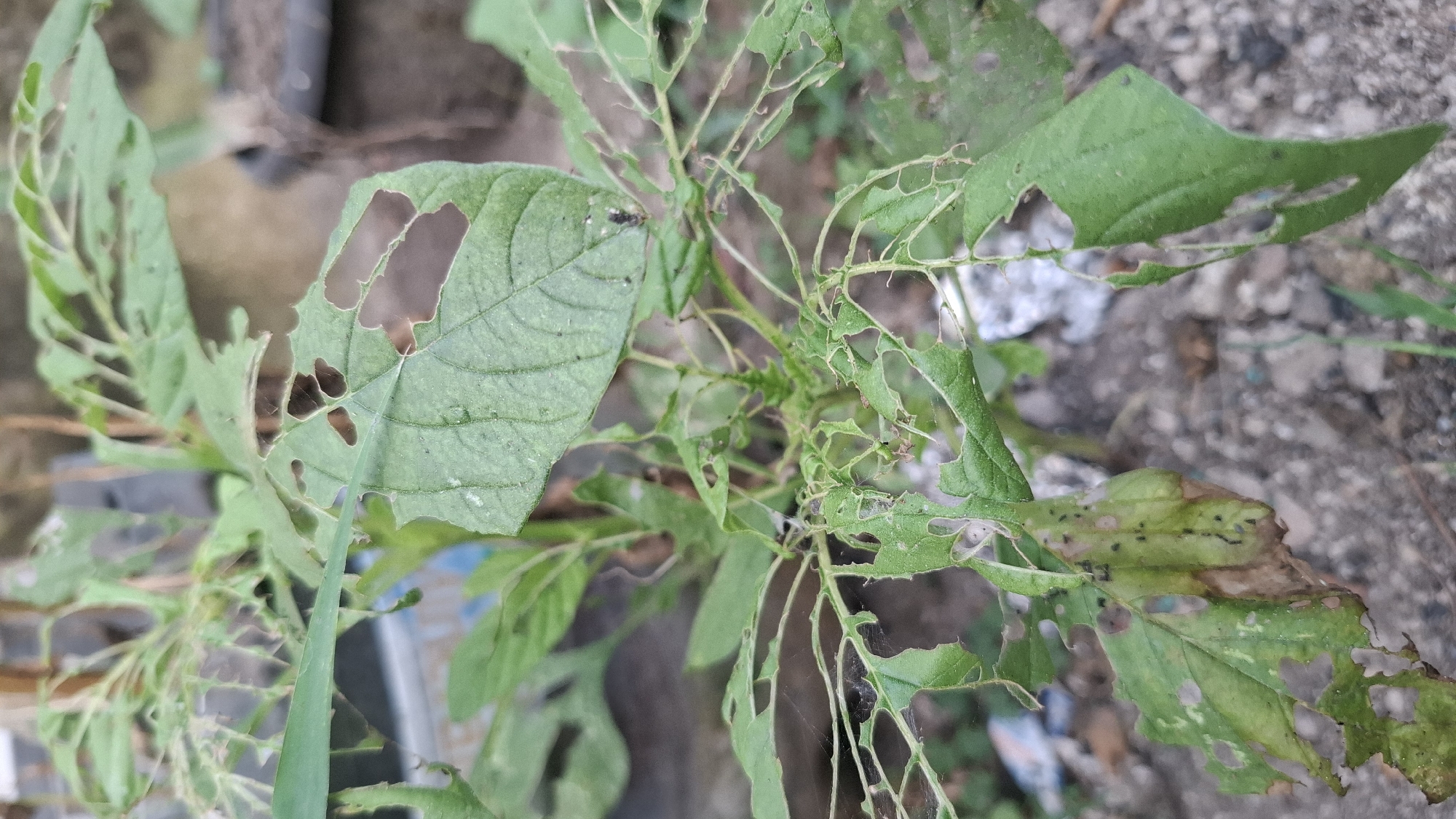A close-up, vertical shot shows a plant with damaged green leaves, indicative of insect activity. The plant's leaves are riddled with holes and some edges are torn. In the background, the environment appears to be outdoors, possibly a garden or yard, with out-of-focus elements like soil, a pot, and some debris. The lighting suggests it is daytime. The scene is located in Cibinong Hilir, Indonesia.