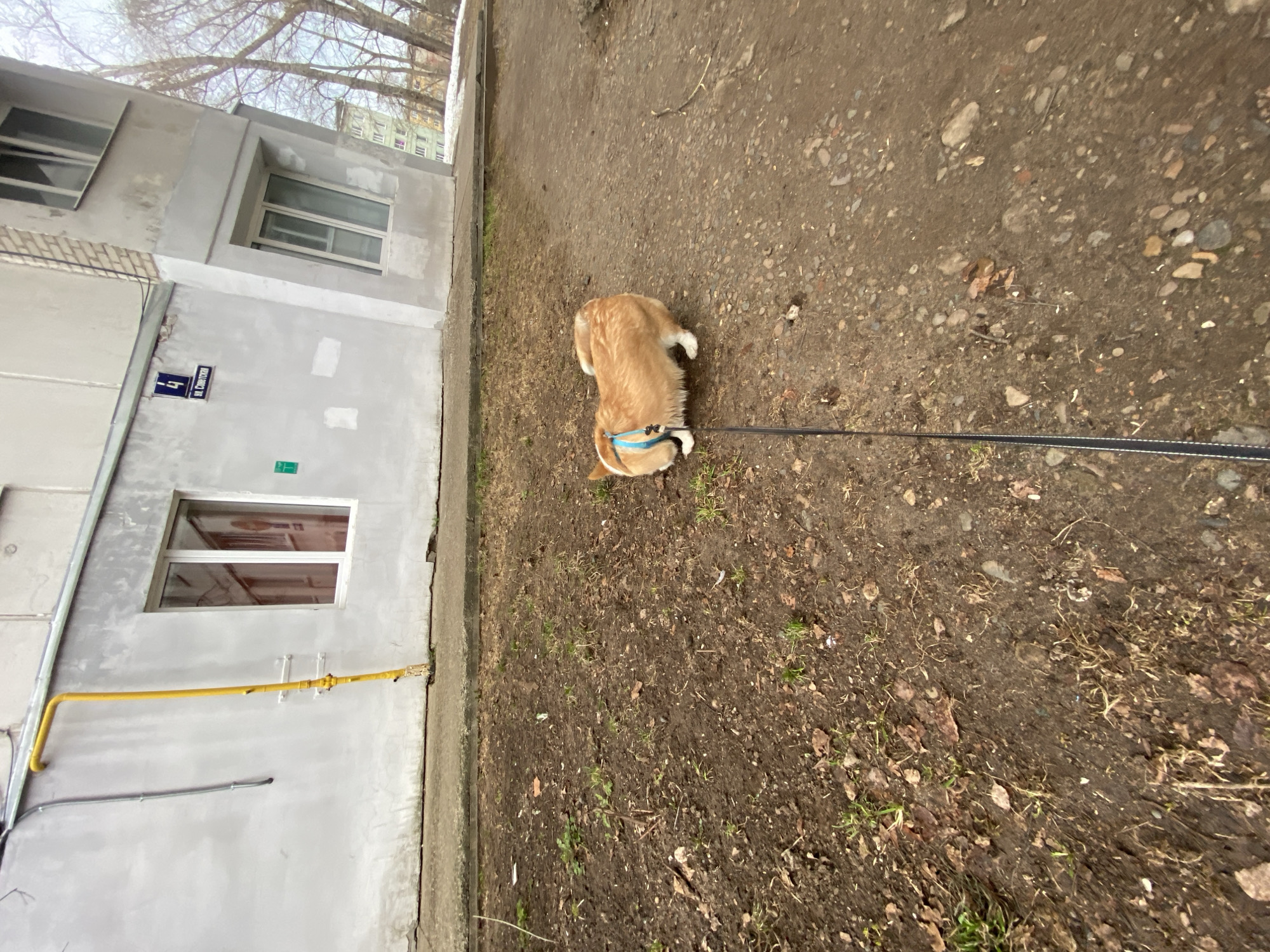 The image shows a corgi dog on a leash in a yard next to a building. The building, located at 4 Tchaikovsky Street, in the city of Chaikovsky, Russia, is grey with several windows and yellow gas pipes. The yard is dirt with some sparse grass and leaves. The dog is facing away from the camera, sniffing the ground.