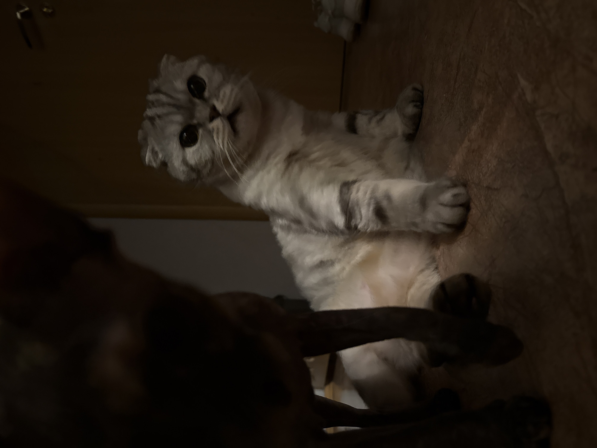 A grey and white Scottish Fold cat with large dark eyes sits on a dark brown wooden floor. The cat is looking towards the camera with its ears folded down. In the foreground, a dark, out-of-focus object, possibly a dog, partially obstructs the view of the cat. The background is dark, with a hint of a door and possibly some white shoes on the right side. The lighting is dim, creating shadows.