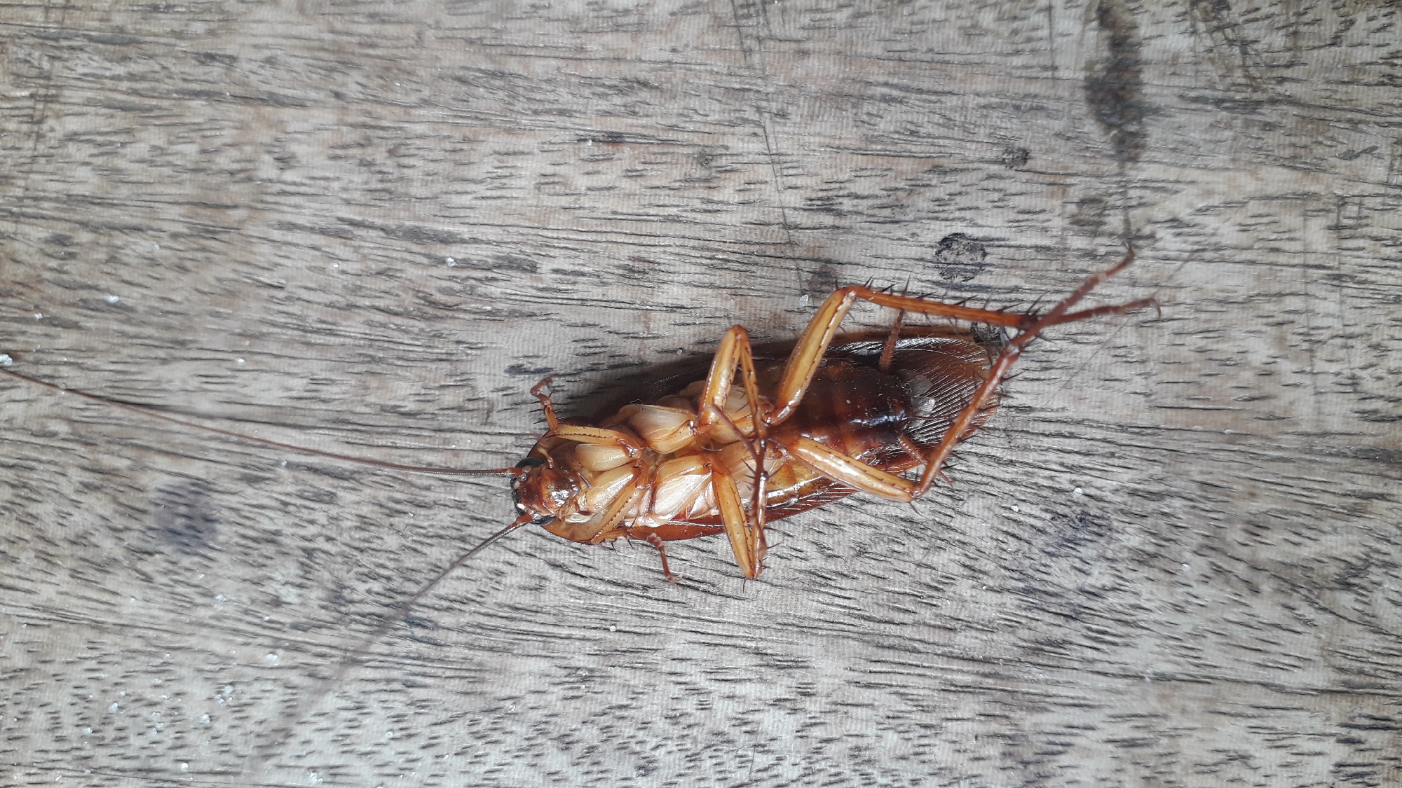 The image shows a dead cockroach lying on its back on a wooden surface. The cockroach is brown in color and has visible legs, antennae, and exoskeleton. The wooden surface has visible grain patterns. The photograph was taken in Nkpor, Nigeria.