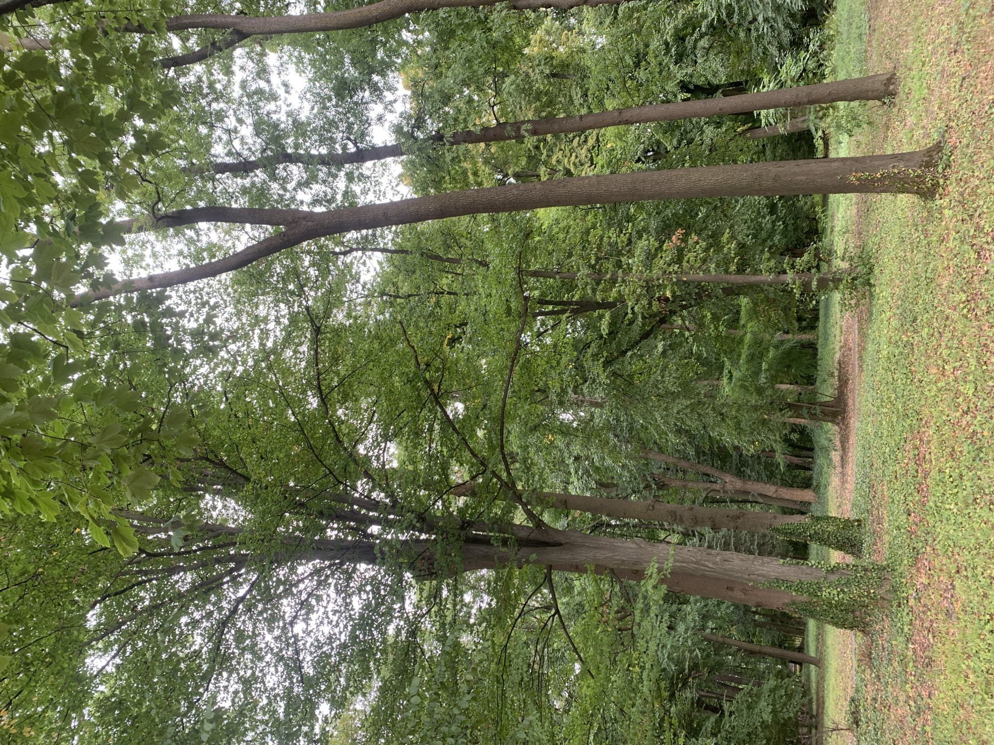 The image depicts a serene forest scene, characterized by tall, mature trees with lush green foliage. The ground is covered with a carpet of grass and fallen leaves, creating a natural and slightly untamed ambiance. Sunlight filters through the dense canopy, casting dappled shadows on the forest floor. In the foreground, two tree trunks are notably intertwined with ivy, adding a touch of visual interest. The overall impression is one of peaceful seclusion within a natural environment. This scene is typical of the natural landscapes found in or around the city of Lviv, Ukraine, known for its extensive green spaces and parks.