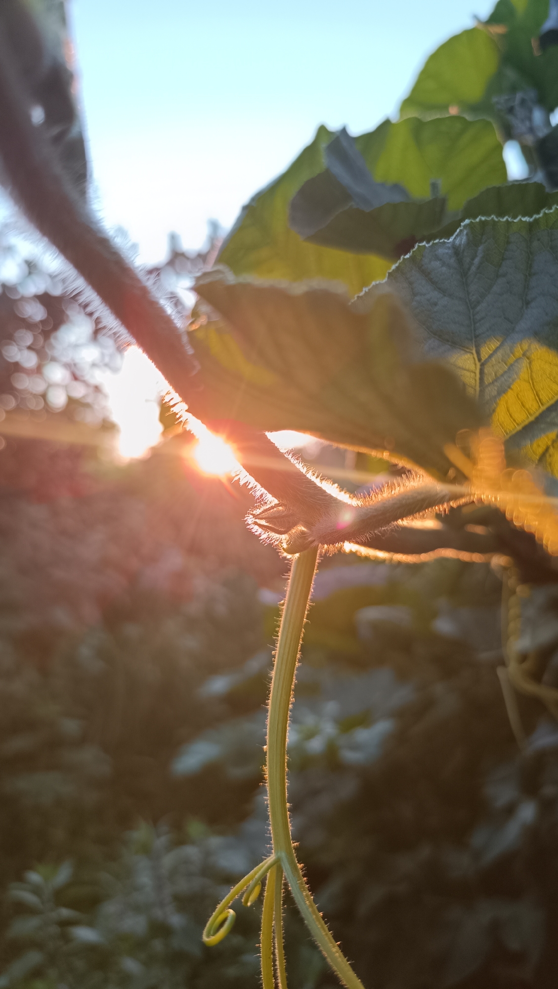 This media file is a close-up photograph of a plant stem with tendrils, set against a blurred background of foliage and the sky. The sun is setting, casting a warm, golden light that creates lens flares and illuminates the fine hairs on the stem. The sky is a soft blue, transitioning to lighter hues near the horizon. The plant appears to be in a natural outdoor setting, possibly a garden or wild area. The focus is on the intricate details of the plant, such as the texture of the stem and the curled tendrils, with the background providing a soft contrast. The lighting suggests it is late afternoon or early evening. There is no visible text in the image. The location context is Karsha, Russia.