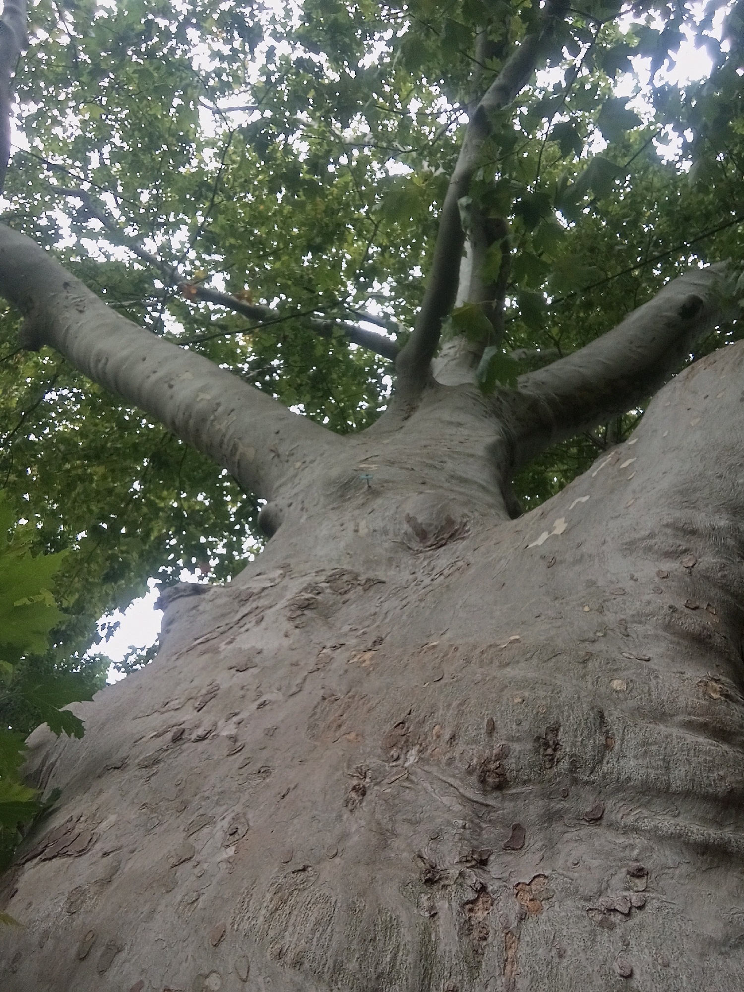 The image shows a close-up, low-angle view of the trunk and lower branches of a large tree, likely a plane tree, against a backdrop of green leaves and a bright sky. The bark is a light gray color, textured with irregular patterns, knots, and patches of lighter and darker shades. Several large branches extend upwards and outwards from the main trunk, some partially obscured by foliage. The perspective emphasizes the scale and grandeur of the tree. The scene is devoid of any human presence or activity. The location is specified as Baden, Austria, suggesting this is an outdoor, natural setting within the city, likely a park or a street with mature trees.
