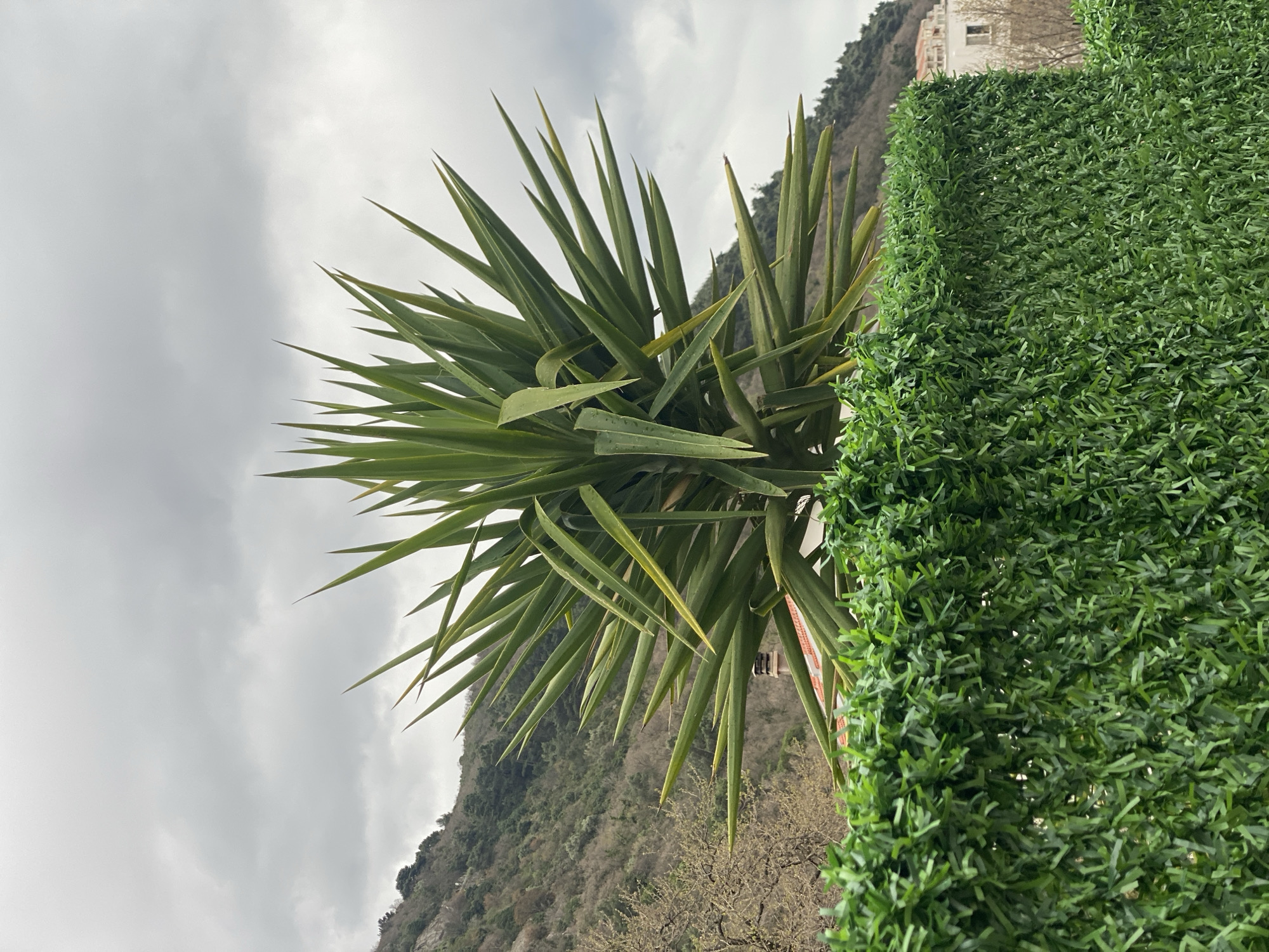 A medium shot, from a low angle, depicts a green Yucca plant situated next to an artificial hedge. The background shows a cloudy sky and a hillside dotted with trees and a building. The location is Budva, Montenegro.