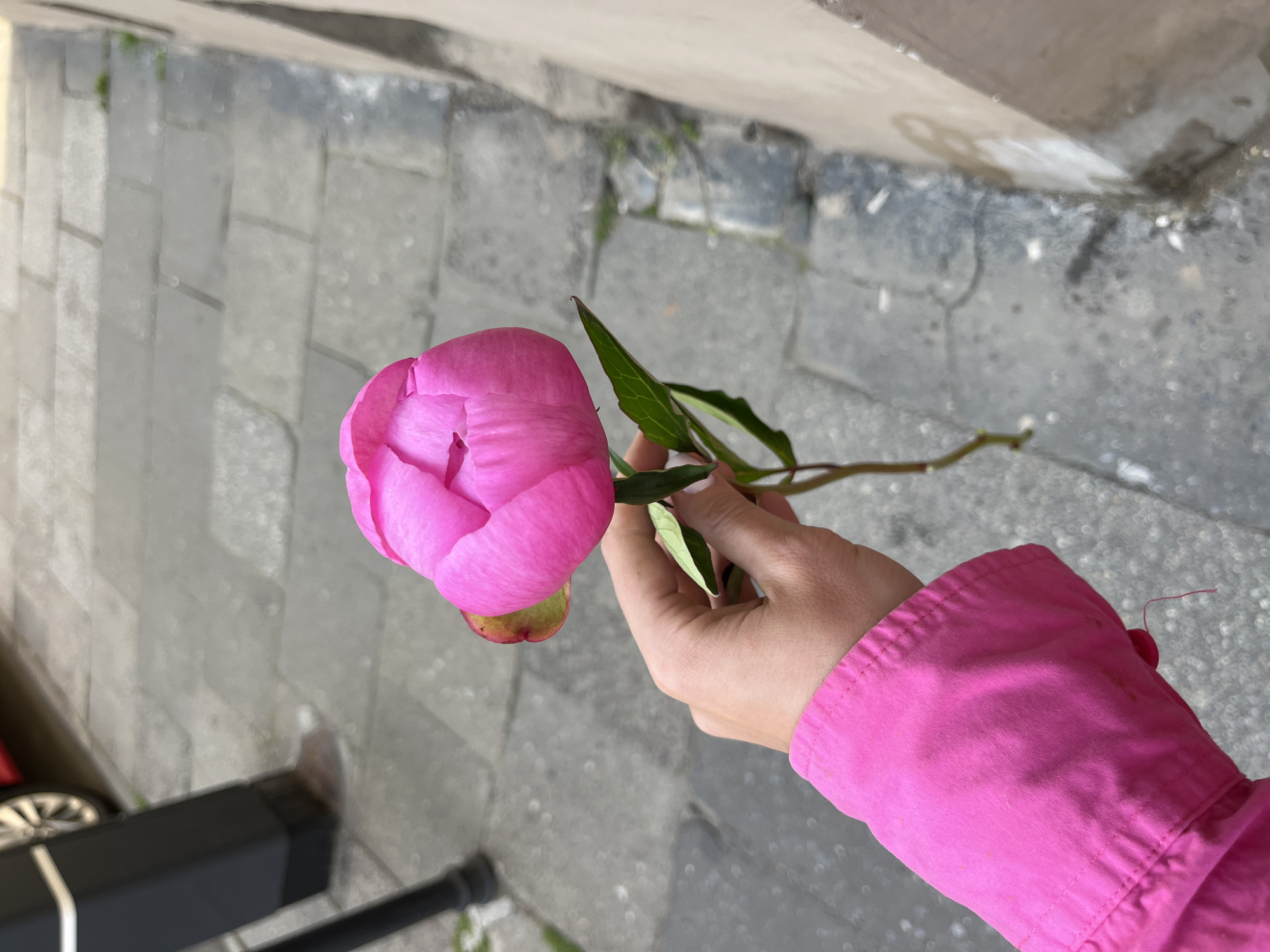 A hand wearing a bright pink jacket sleeve holds a vibrant pink peony flower, its petals tightly closed, with a green stem and leaves. The background consists of a grey stone-paved sidewalk, a dark grey rectangular object, a portion of a red car, and a light-colored wall. The scene is set on a city street, likely in Krakow, Poland, judging by the cobblestone-like paving and architectural elements. The lighting suggests it is daytime.