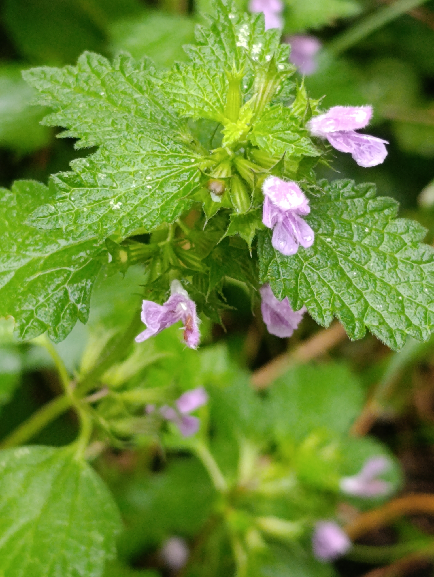 The image shows a close-up, eye-level view of a flowering plant with small, light purple blossoms and serrated green leaves. The leaves appear slightly wet, possibly from dew or rain. The background is out of focus and consists of more greenery and some brown, twig-like elements. The image does not provide any specific location within Fastiv, Ukraine, nor does it depict any people, actions, or interactions.