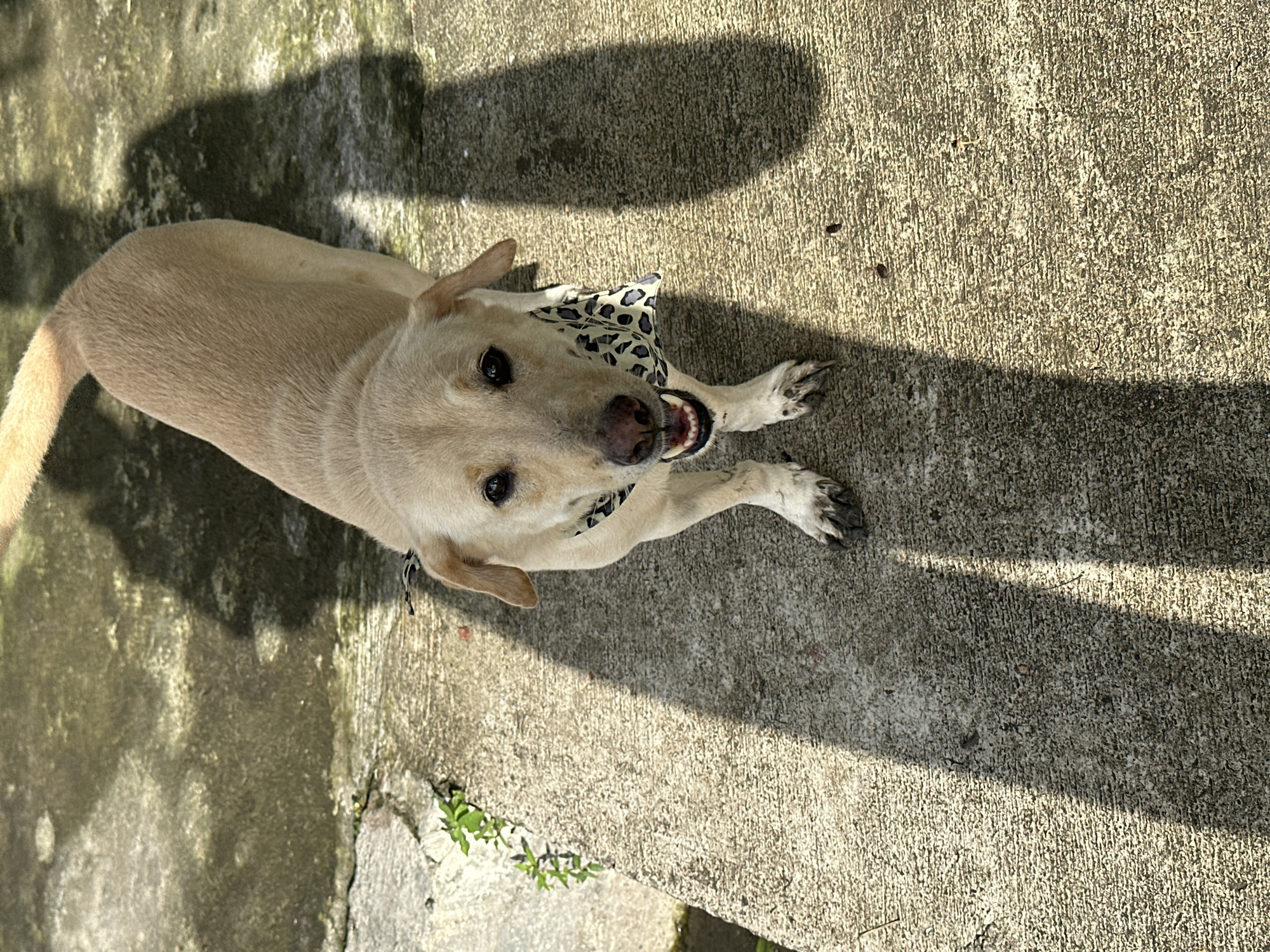 A tan Labrador Retriever is lying on a cracked concrete surface, its body angled away from the viewer. The dog is wearing a patterned bandana around its neck and is looking up toward the camera, with its mouth slightly open revealing its teeth. Shadows cast by the sun fall across the concrete, creating strong contrast. The location is North Kuta, Indonesia, but this is not immediately apparent from the image's visual information alone; the concrete and sparse green vegetation could be anywhere with a similar climate.