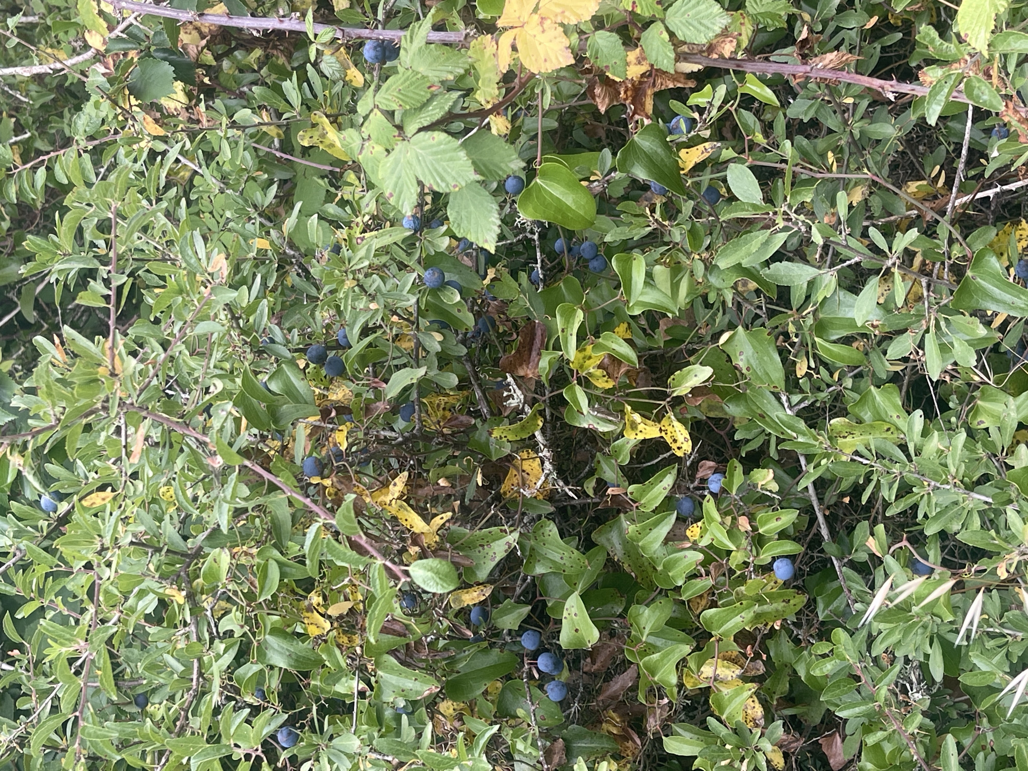 The image depicts a dense thicket of green bushes with numerous dark blue berries, characteristic of sloe berries, scattered throughout. Some leaves are yellowing, suggesting the onset of autumn. The vegetation appears wild and untamed, with thin branches and thorny stems visible. The lighting suggests an overcast day. The scene is outdoors, likely in a natural or semi-natural environment, but its specific location within the city of São João das Lampas, Portugal, cannot be determined from the visual information alone. There are no people or human activities visible in the image.