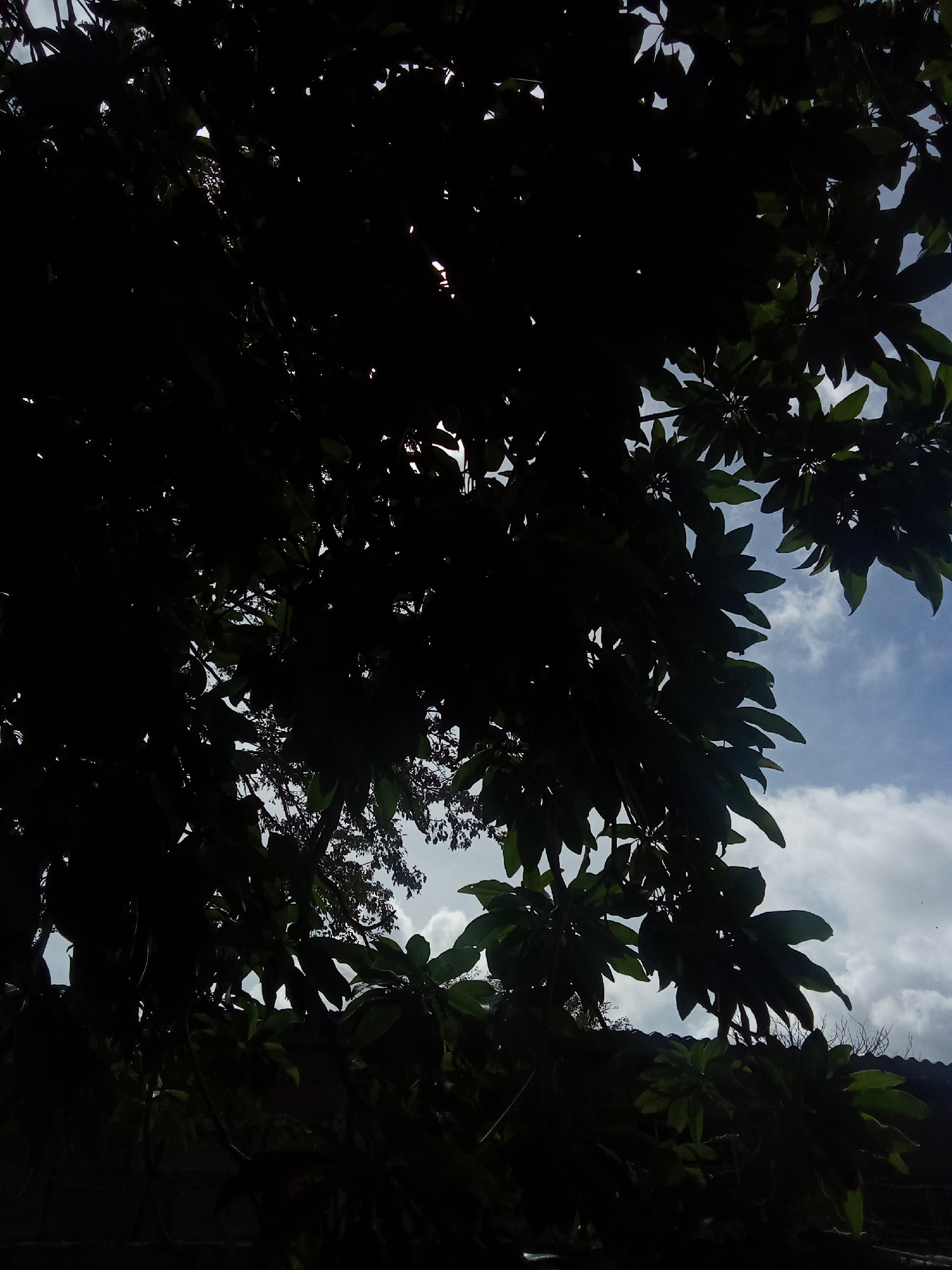 The image, likely taken from a low angle, depicts a view of the sky framed by the silhouette of a leafy tree. The sky is visible through the gaps in the foliage and displays scattered white clouds against a blue backdrop. The leaves are dense and dark, obscuring much of the background. A sliver of bright light shines from behind the tree. Parts of roofs are seen in the bottom of the frame. The location is likely Juan Griego, Venezuela. There are no discernible people, actions, or interactions visible in the scene.