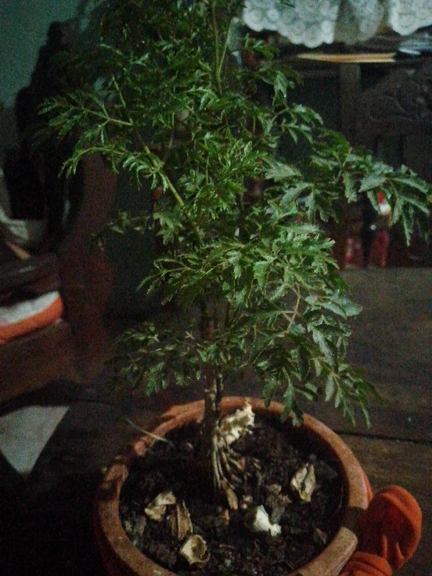A small plant with delicate, fern-like green leaves is centered in the image. The plant is potted in a terracotta-colored pot filled with dark soil, mixed with what appears to be shredded leaves or other organic matter. The base of the plant's trunk and the roots are visible above the soil line. The plant is indoors on a wooden surface. The background is somewhat blurry. Based on the objects in the image, there is not enough information to determine the location in the city of Juan Griego, Venezuela.