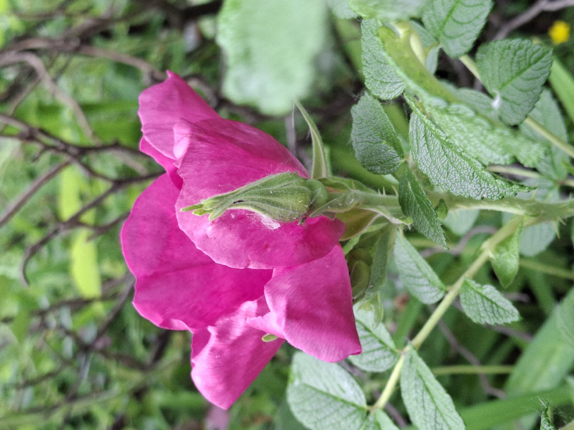 A close-up photograph captures a vibrant fuchsia or magenta-colored flower in partial bloom, likely a type of wild rose or a rugosa rose (Rosa rugosa), against a soft, blurred green background. The prominent subject is the flower, showing several unfurling petals with a rich, uniform color. Below and behind the main petals, a green bud is visible, enclosed by textured sepals.
To the right of the flower, a stem with multiple green, textured leaves extends upwards and diagonally across the frame. These leaves have a distinctive crinkled, veined appearance. A small, dark insect is perched on one of the green sepals near the top of the flower's base. The background is a bokeh blur of various shades of green foliage and dark, gnarled branches, indicating an outdoor, natural setting such as a garden or wilderness area.
The image appears to have been taken during daylight hours, characterized by soft, diffused lighting that suggests either an overcast sky or shade. The setting implies a temperate climate, consistent with Chaikovsky, Russia. No specific human or animal activity is depicted, apart from the insect on the flower. There is no visible text in the image.