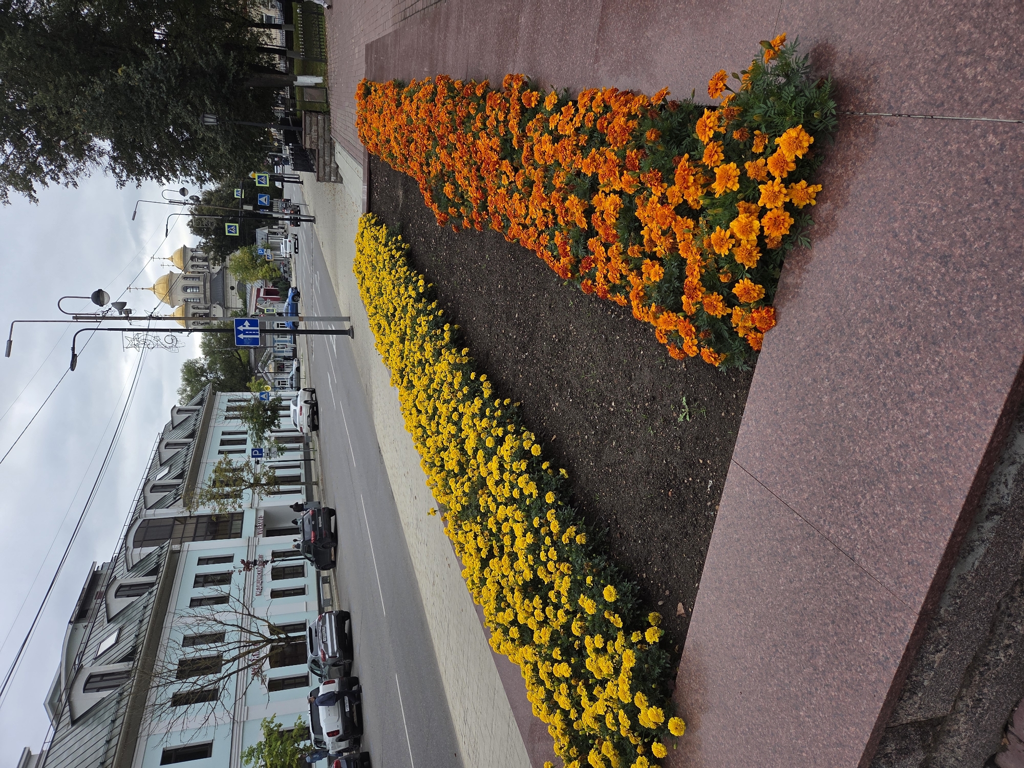 The image shows a street scene in Zvenigorod, Russia, with a prominent flower bed filled with yellow and orange marigolds in the foreground. The flower bed is bordered by a reddish-brown granite structure. Behind the flower bed, a street runs parallel to it, with several cars parked on the side. On the other side of the street, there's a light blue building with a green roof, which appears to be a medical facility, indicated by signage on the building that reads "МЕДИЦИНСКИЙ ЦЕНТР" (Medical Center). Further down the street, a gold-domed church, likely the Dormition Cathedral, is visible, characteristic of Russian Orthodox architecture. Streetlights and pedestrian crossing signs are also present along the sidewalk. The sky is overcast, suggesting a cloudy day. A few pedestrians are visible walking on the sidewalk and near the building entrance. The overall impression is of a well-maintained urban environment with a blend of historical and modern elements.