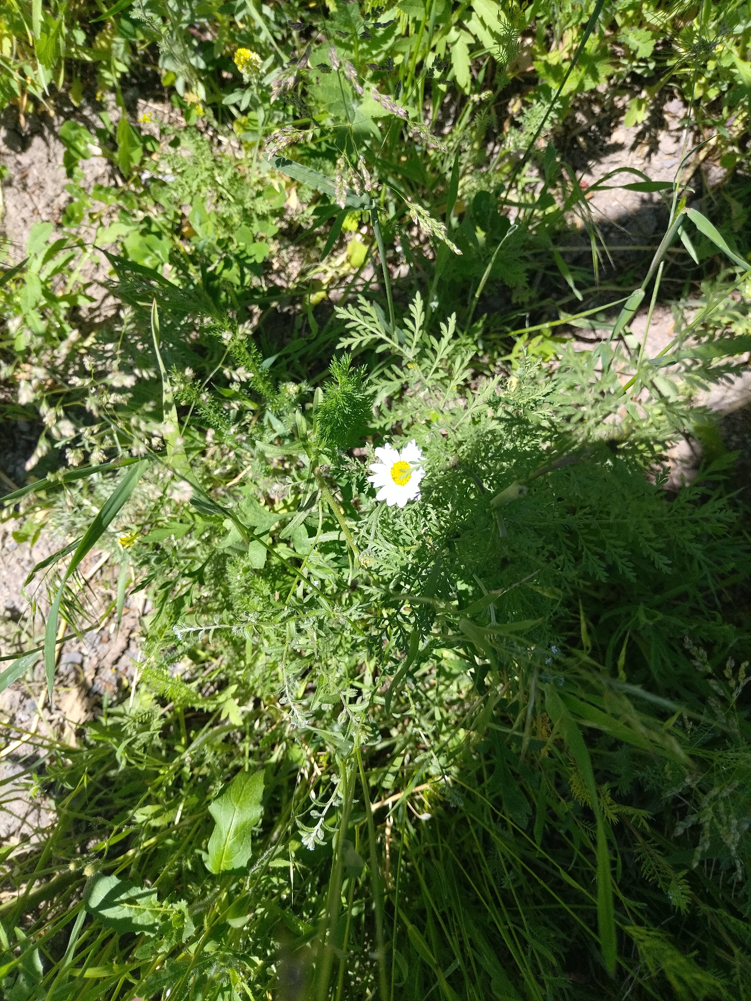 The image presents an overhead view of a dense patch of green vegetation, featuring a single white daisy-like flower with a bright yellow center. The flower is positioned slightly to the left of the image's vertical center. Surrounding the prominent white flower is a variety of green plants, including grasses with visible seed heads, broad-leaved weeds, and other plants with finely dissected, fern-like foliage.
The ground is visible in patches, appearing as light brown soil, particularly towards the bottom and left edges of the frame. Strong, natural light suggests a sunny daytime setting, casting distinct shadows among the plants and highlighting individual leaves and the bright white petals of the flower. The scene depicts an uncultivated outdoor environment, possibly a garden bed, field, or roadside. No people or human-made objects are visible, and there is no discernible text. The image captures a serene moment in nature, emphasizing the vibrant green and the solitary white bloom.