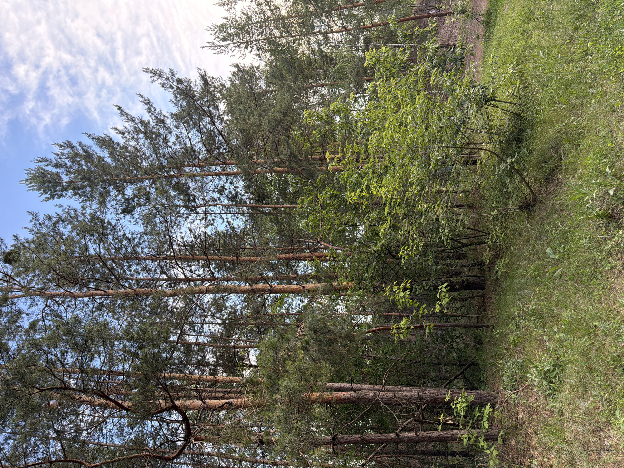 The image depicts a dense pine forest with tall, slender trees and undergrowth. The ground is covered in green grass and various smaller plants. In the background, the sky is visible with scattered white clouds against a pale blue. The scene appears to be a natural outdoor environment, possibly a park or forest area. The location is identified as Volzhskiy, Russia, suggesting it is a regional forest or recreational area within or near the city. There are no people or visible actions captured in this particular frame.