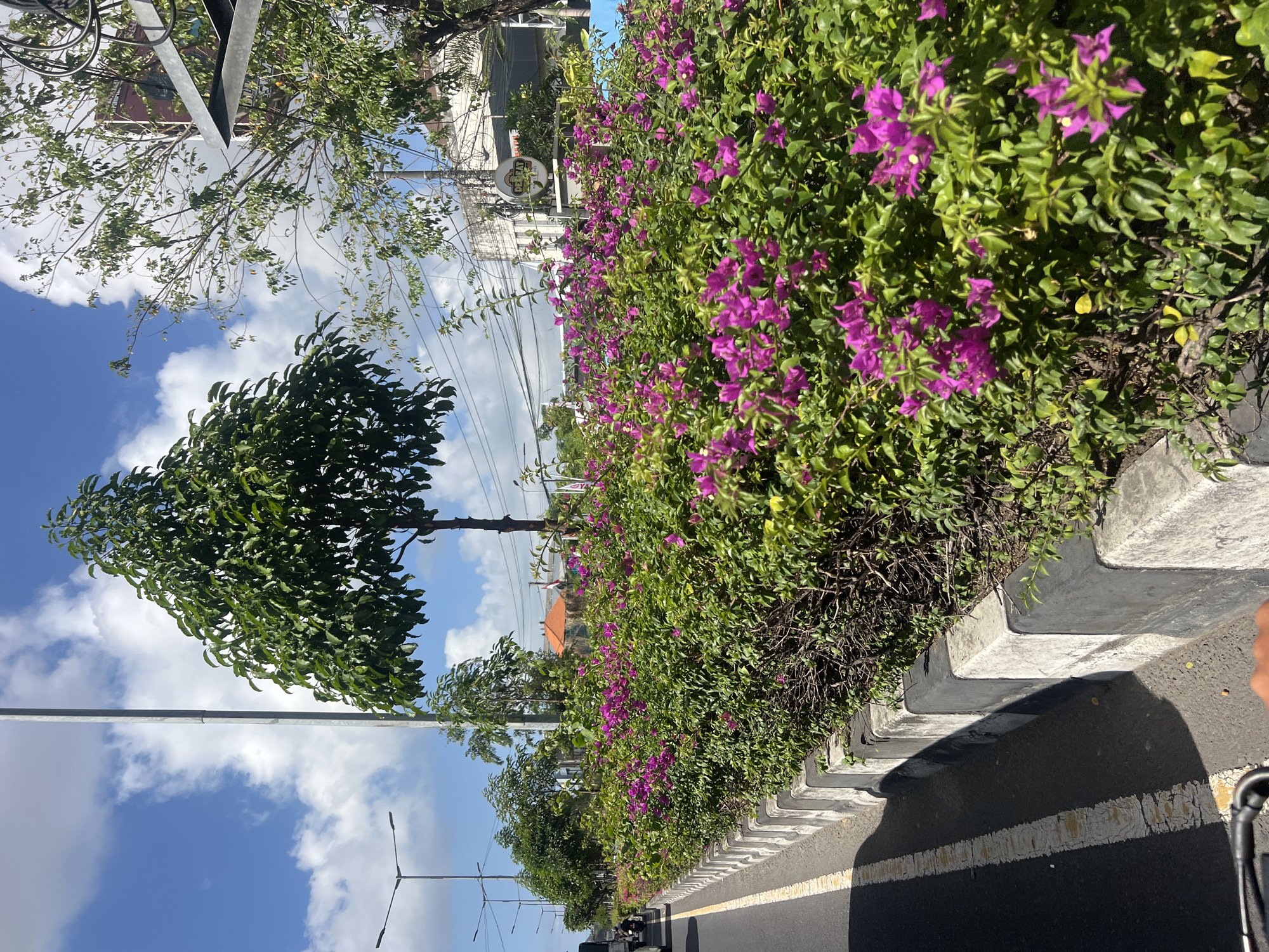 In Kuta, Indonesia, a roadside median is filled with vibrant pink bougainvillea flowers. The median is bordered by a concrete curb painted with alternating black and white stripes. To the left of the median is an asphalt road with a white and yellow painted line. In the background, several trees and buildings can be seen, along with a bright blue sky dotted with fluffy white clouds. A street lamp is visible on the left side of the image, and the top of a building with a circular sign is visible on the right. A motorcycle is seen in the distance on the left side of the road. The scene appears to be a well-maintained urban area.