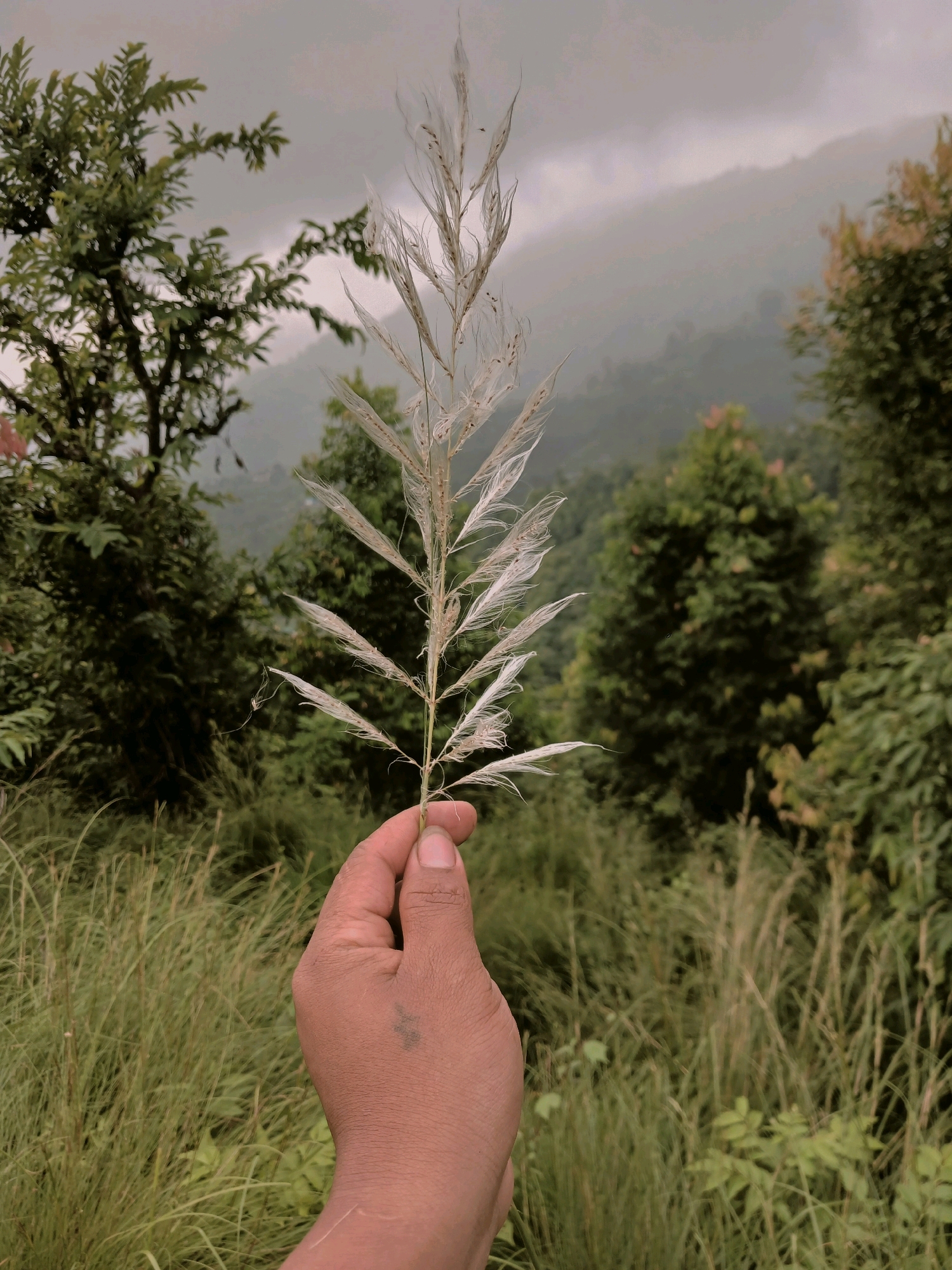 A close-up of a person's hand holding a white fluffy plant stalk is featured in the foreground, with a misty mountainous landscape in the background. The hand, with a faint tattoo on the back, is holding the stalk with its fingers. The plant stalk is light-colored and feathery, with delicate plumes. Behind the hand and stalk, the scene transitions to a lush green environment of trees and tall grasses. Further in the background, rolling hills are shrouded in mist, creating a soft, ethereal atmosphere. The overall impression is one of natural beauty and tranquility. The specific location in Triyuga, Nepal, cannot be determined from the image alone.