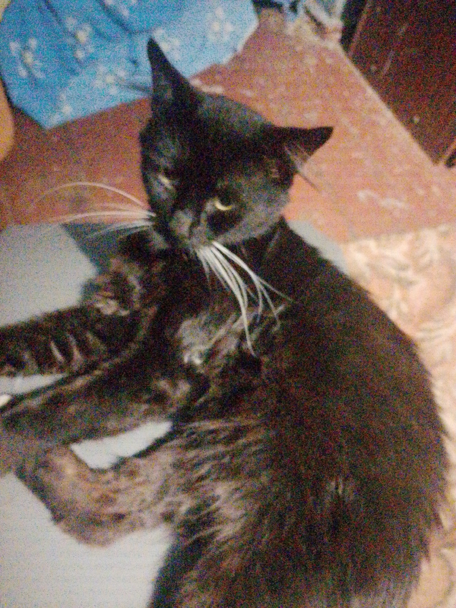 The image shows a close-up of a black cat with white whiskers, lying down on a patterned surface. The cat's eyes are yellow and it appears to be looking forward. The background is blurred and consists of a blue patterned fabric and a reddish-brown textured surface. There are no people or specific landmarks visible. The image is grainy, suggesting it was taken in low light conditions or with a low-quality camera. No information is available about the location in the city of Inhulo-Kamianka, Ukraine.