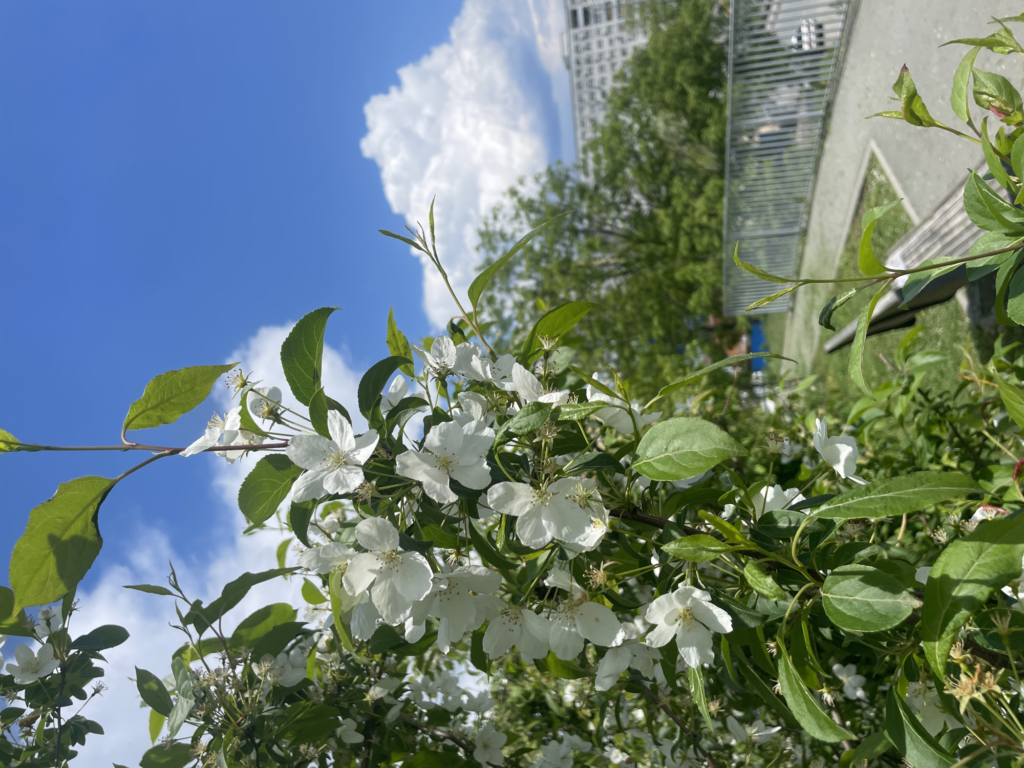 A low-angle shot features a blossoming branch of a tree with white flowers and green leaves against a bright blue sky dotted with fluffy white clouds. In the background, a building with multiple floors and a grid-like facade is partially visible amidst green trees. A portion of a gray metal structure or railing is seen near the tree line. The overall scene appears to be captured in an urban park or garden setting, with a focus on the springtime blooms and natural elements juxtaposed against the built environment. The location is Vladivostok, Russia.