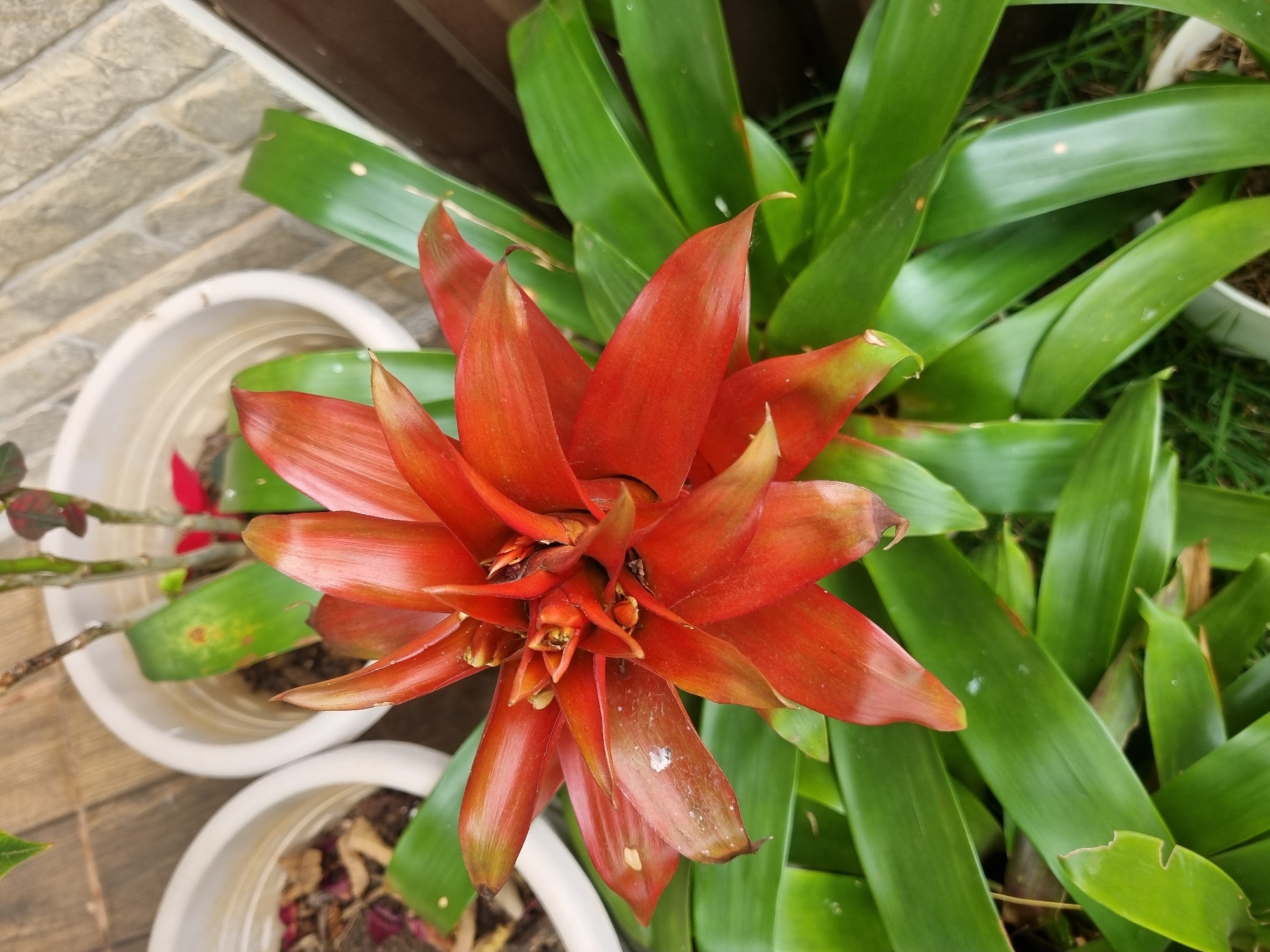 A close-up, overhead shot features a vibrant red bromeliad flower, its petals fanned out like a star against a backdrop of lush green leaves. The bromeliad is potted in a white planter, which is situated outdoors on a paved area that appears to be a patio or walkway, possibly in the city of Laranjal Paulista, Brazil, based on the provided context. Another white planter, partially visible to the left, contains dry leaves and soil. The background shows a textured, light-colored brick wall and a darker wooden surface, suggesting an outdoor residential or garden setting. The lighting is bright, illuminating the sharp details of the plant and its surroundings.