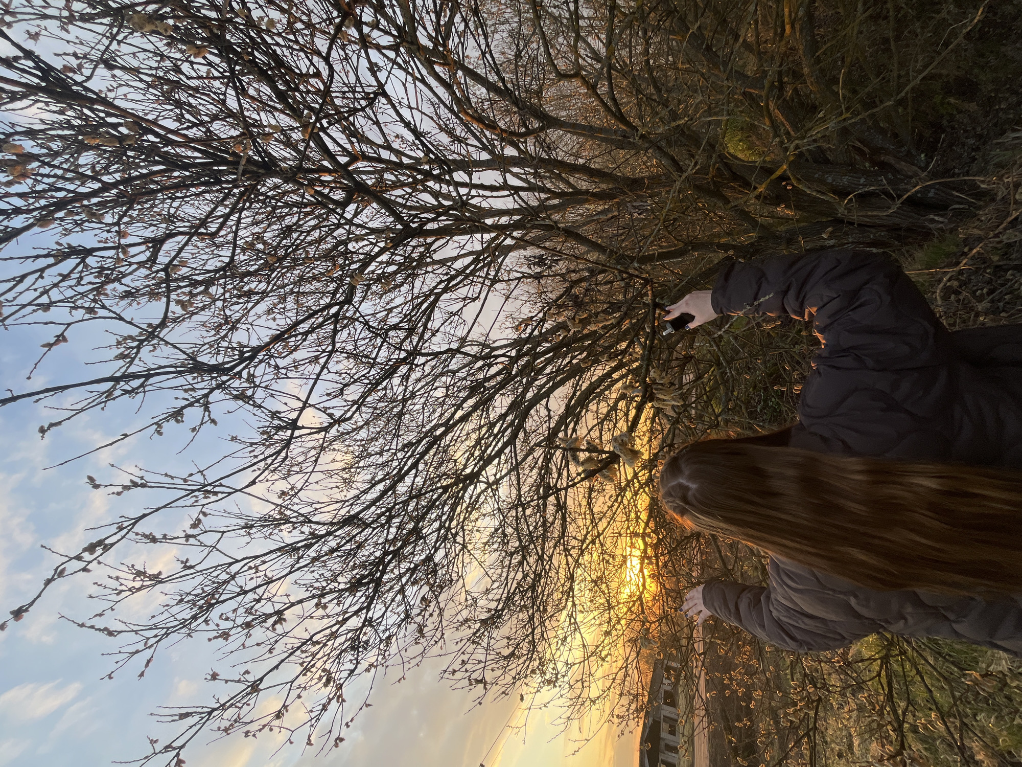 The image depicts an outdoor scene at sunset in what appears to be Раздолье, Russia. The viewpoint is angled upwards, looking through a dense canopy of bare tree branches. The sky transitions from a light blue with wispy clouds at the top left to a vibrant orange and yellow glow at the horizon on the right, indicating either sunrise or sunset. The warm light backlights the intricate network of branches, many of which bear small, fuzzy buds or catkins, suggesting early spring.
Two individuals are partially visible. On the right side, a person with long, flowing brown hair, wearing a dark grey puffer jacket, is seen from behind, reaching out towards the branches with their right hand. Further right and slightly higher, another hand, possibly belonging to a second person or the same individual, holds a small, dark cylindrical object (possibly a vape pen or a small camera/phone) amidst the branches.
The overall atmosphere is serene and natural, with the warm light of the setting sun casting long shadows and creating a striking silhouette effect against the trees. A faint outline of a structure, possibly a building or house, can be seen in the distance, silhouetted against the bright horizon. There is no visible text in the image.