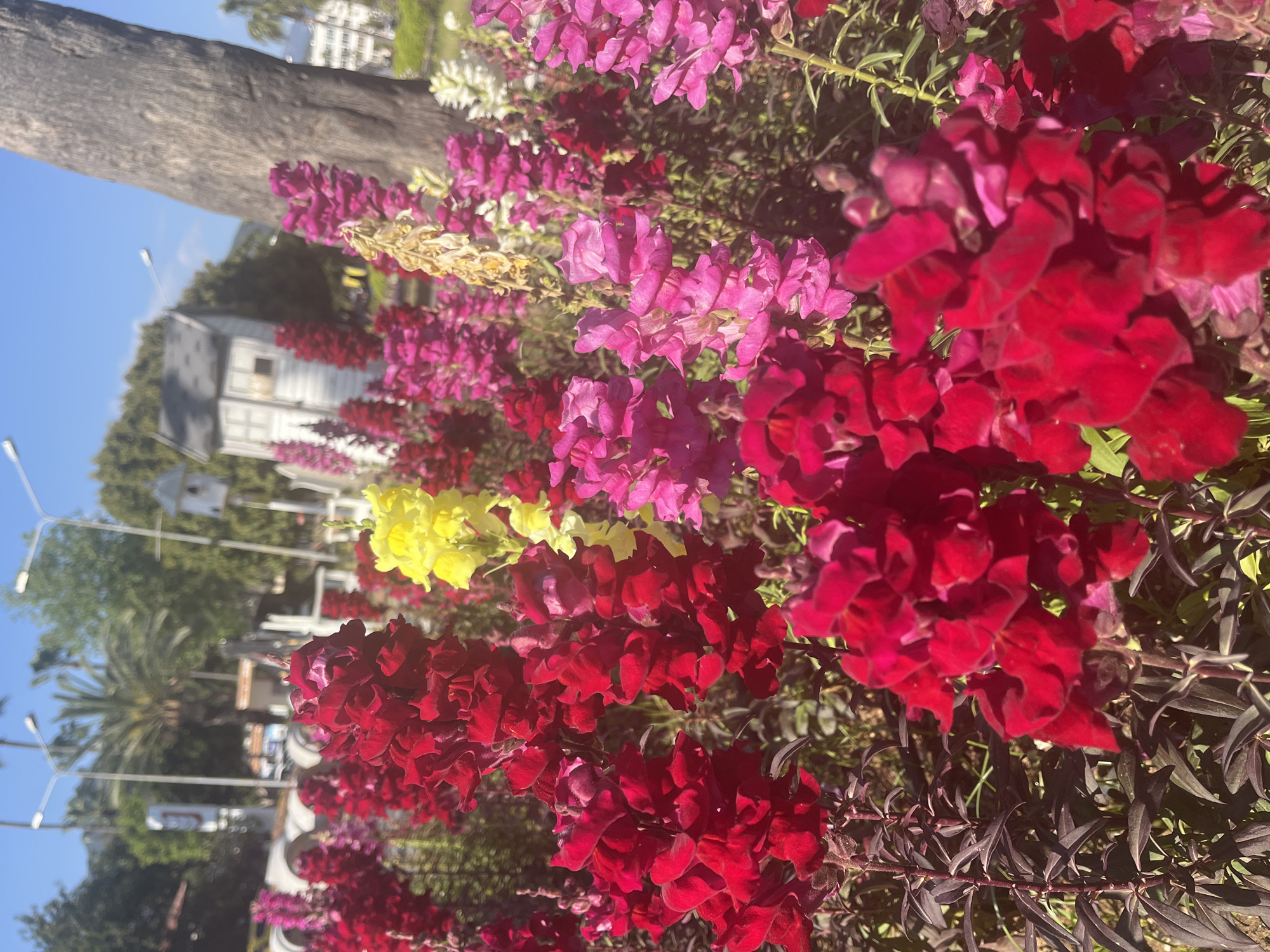 The image displays a vibrant outdoor scene, primarily focusing on a dense bed of colorful flowers. The foreground and midground are filled with snapdragons (Antirrhinum majus) in striking shades of deep red and bright pink. Interspersed among these are clusters of vivid yellow and white snapdragons, adding to the floral diversity. Some drier, lighter-colored blooms are also visible.
In the background, elements typical of a public space in Alanya, Turkey, can be seen. A large, robust tree trunk anchors the left side of the frame. Beyond the flowers, lush green foliage from numerous trees, including what appears to be a palm tree, forms a rich backdrop. Several modern white lampposts, each with dual lights, are scattered throughout, suggesting a street or public park area. Partially visible through the trees are various buildings, including a distinct white, two-story structure with a dark roof. The sky above is a clear, bright blue, indicating sunny weather.
The scene is illuminated by bright, natural sunlight, suggesting it is daytime, likely late morning or early afternoon. There is no specific activity or event taking place, and no people are visible. The overall impression is one of natural beauty and cheerful vibrancy in a well-maintained urban or suburban setting, characteristic of a warm climate region like Alanya. There is no visible text in the image.