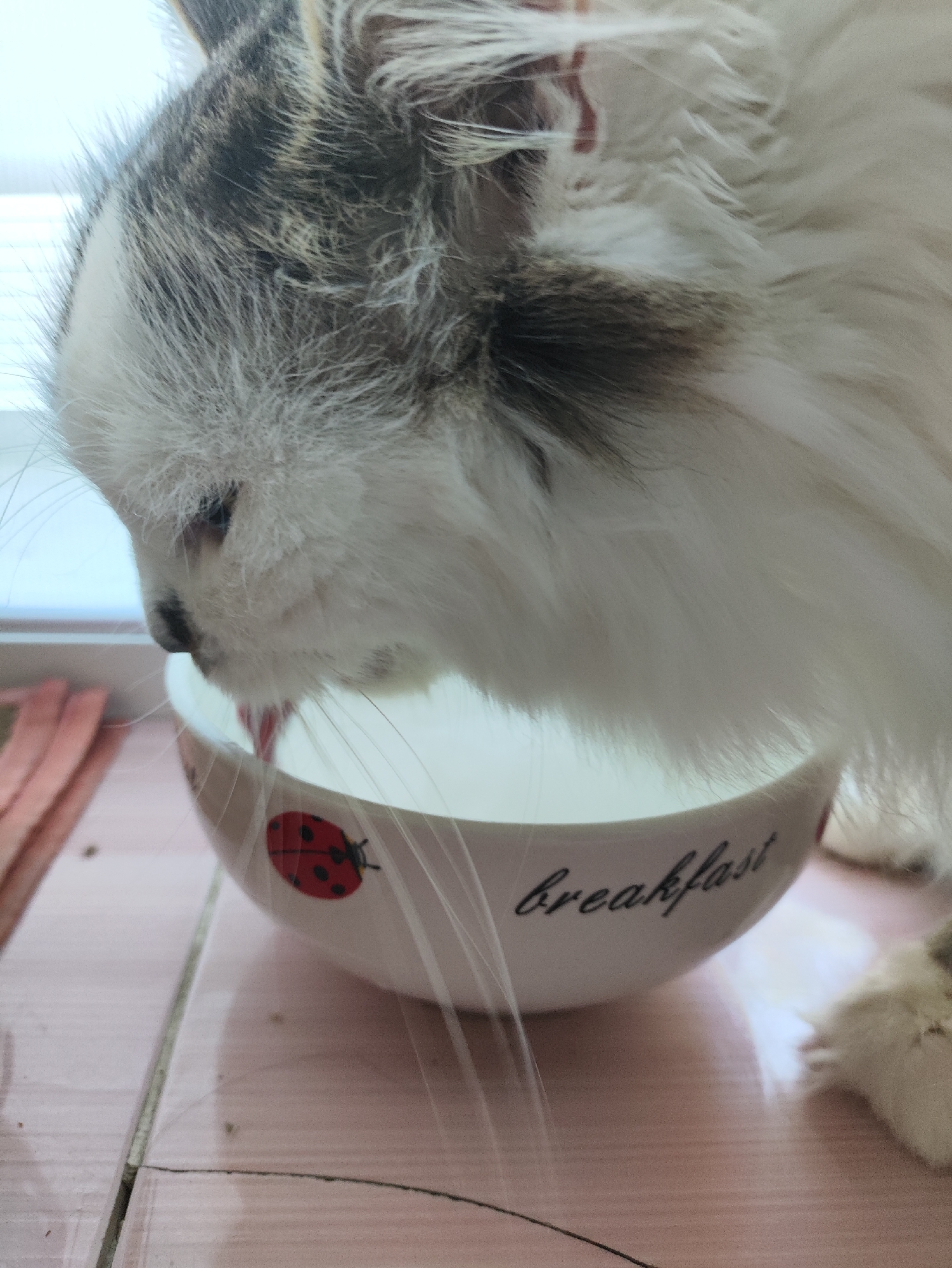 A domestic cat with grey and white fur is drinking from a white bowl. The bowl has a ladybug image and the word "breakfast" written on it. The cat is leaning over the bowl, with its pink tongue visible as it laps up liquid. The background shows a tiled surface and what appears to be a window with blinds. The scene is indoors and likely in a domestic setting. The image does not provide any information or context related to the city of Kharkiv, Ukraine.