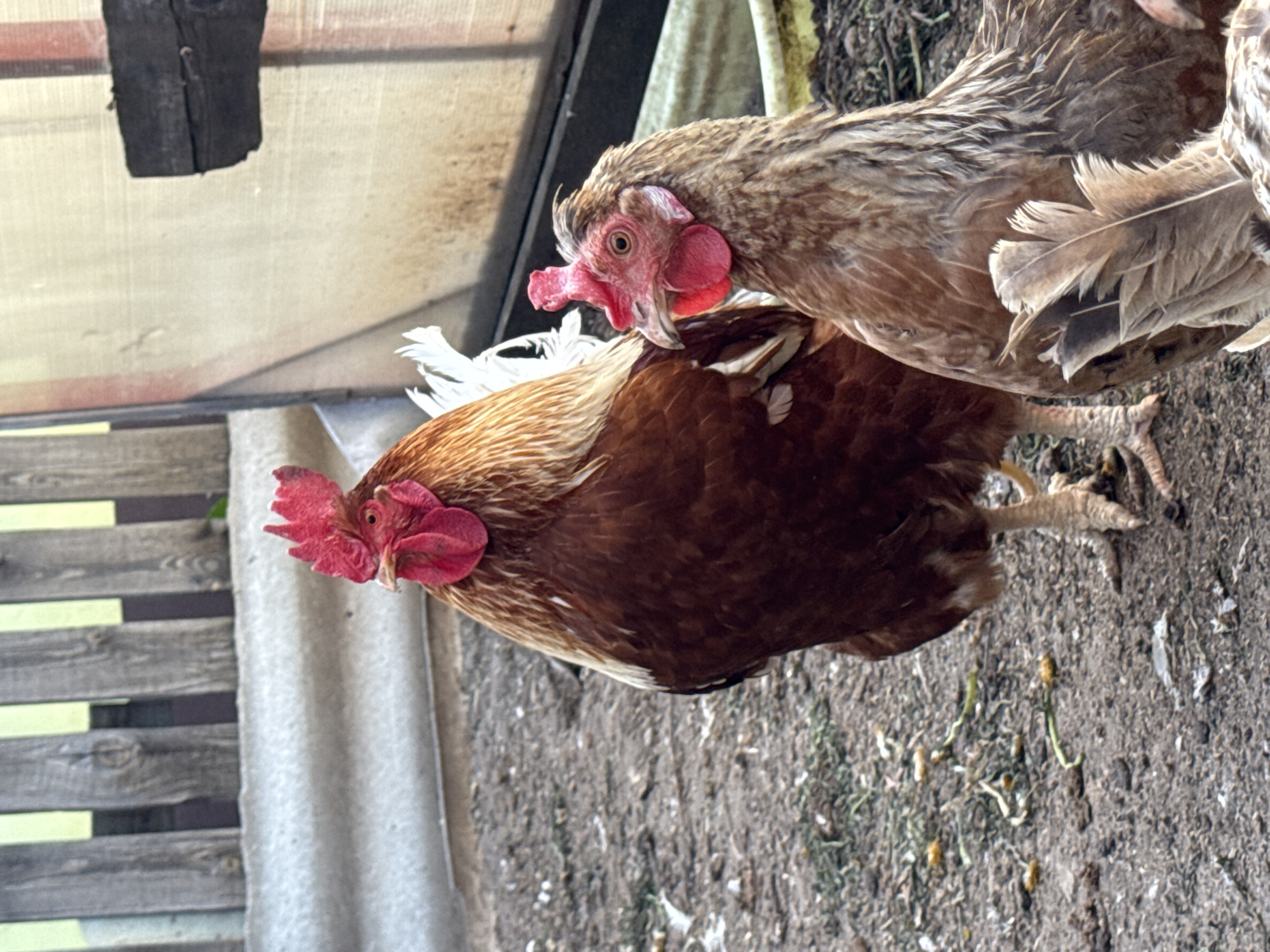 Two chickens stand on dirt ground. One chicken has brown feathers and a red comb. The other chicken has light brown feathers and a red comb. The background includes gray siding and greenery. The location is Chaikovsky, Russia.