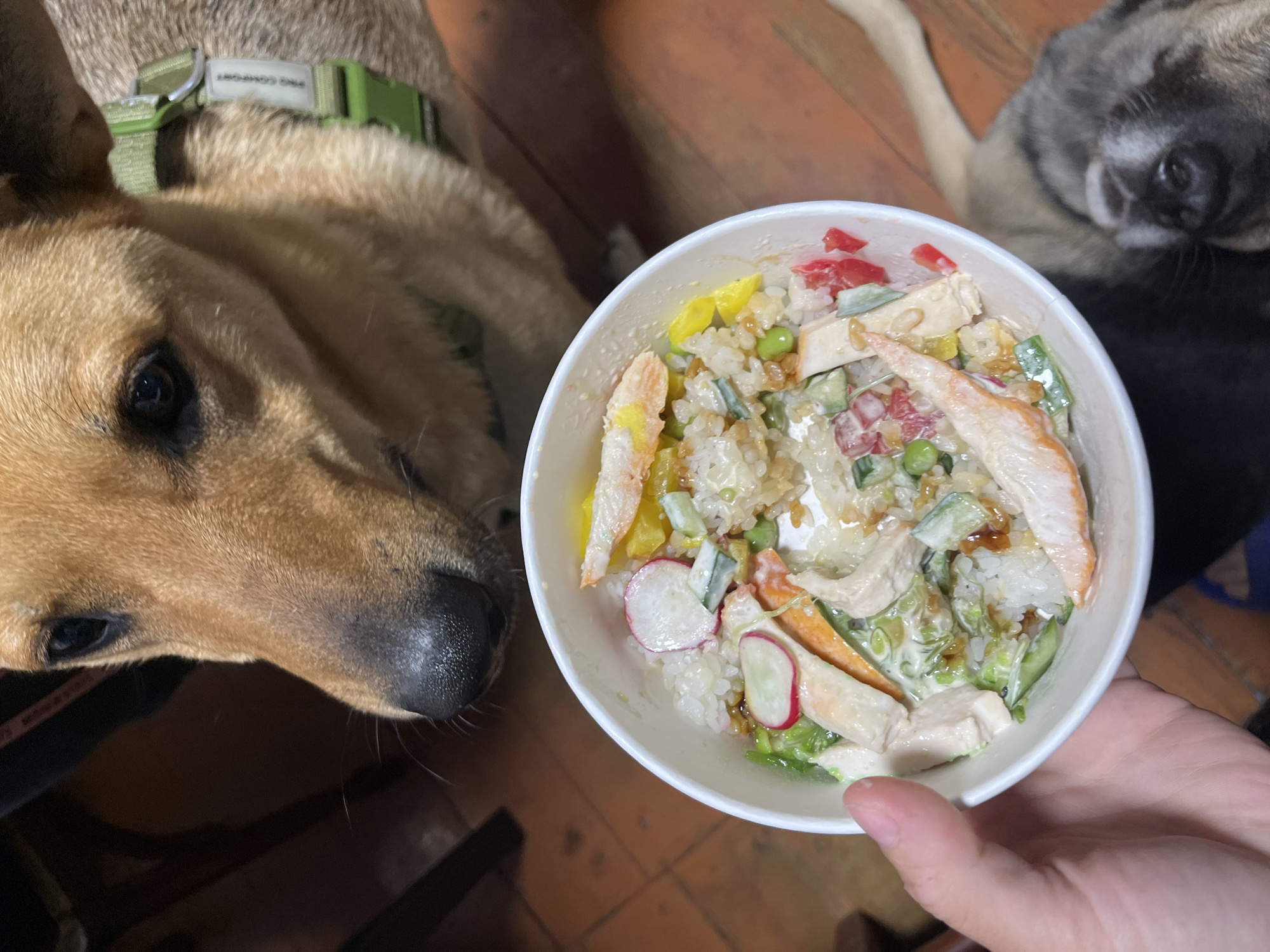 This is a top-down, close-up shot of a bowl of poke, held by a person's hand, with two dogs in the foreground and background. The poke bowl contains rice, sliced radishes, cucumber, peas, red bell pepper, and pieces of what appears to be cooked chicken or crab sticks, all mixed with a creamy sauce. The bowl itself is a simple white paper container.
In the immediate foreground, the head and shoulder of a light brown dog are visible, looking down towards the poke bowl. The dog is wearing a green collar with a tag that has some text on it, though it's slightly blurry. The dog's eye is dark and focused.
In the background, the head of a darker-colored dog is resting on the floor, looking towards the poke bowl with its mouth slightly open, suggesting interest or a desire for the food.
The scene appears to be indoors, possibly a home, with wooden flooring visible beneath the dogs and bowl. The lighting suggests it is daytime, perhaps late afternoon or early evening, as there are no harsh shadows. The overall mood seems casual and domestic, with the dogs showing keen interest in the human's meal. The setting is implied to be Nizhny Tagil, Russia, based on the provided location context. The visible text on the dog's collar reads "PRO COMFORT".