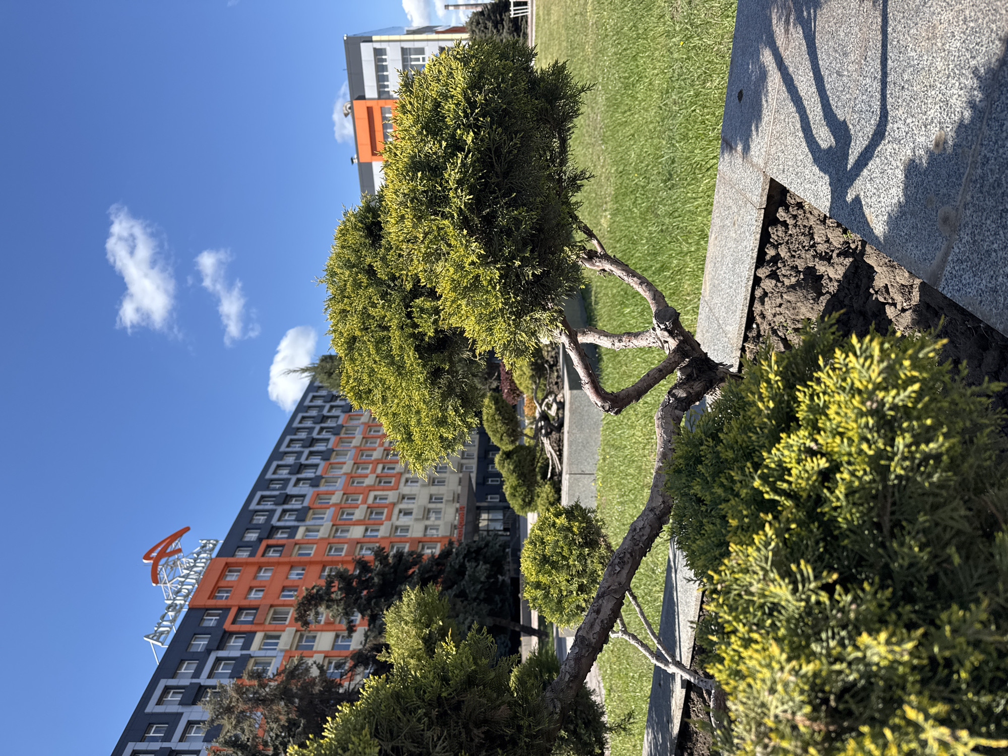 This image presents a bright, sunlit outdoor scene, likely a landscaped area within an urban setting in Kryvyi Rih, Ukraine. The foreground and midground are dominated by several ornamental evergreen shrubs or small trees, resembling meticulously pruned junipers or thuja. These plants exhibit varying shades of green and yellowish foliage, with some displaying visible gnarled branches. They are situated in a planter box filled with dark soil, bordered by light grey granite-like paving stones. Adjacent to the planter, lush green grass lawns extend into the background.
The strong, clear sunlight casts distinct, elongated shadows of the trees and foliage onto the paving, indicating a bright morning or afternoon. The background features modern architecture against a vibrant blue sky with a few scattered white clouds. A prominent multi-story building on the left side of the frame showcases a striking contemporary design with alternating sections of dark grey and bright orange facade panels, punctuated by numerous windows. On the rooftop of this building, a large, distinct sign is visible, spelling out the word "AVANGARD" in white letters, topped by an orange, stylized "A" or logo. Another less distinct building can be seen further in the background.
There are no people or specific activities depicted in the scene, conveying a sense of tranquility and order in a well-maintained public or commercial space. The weather is clearly sunny and pleasant.