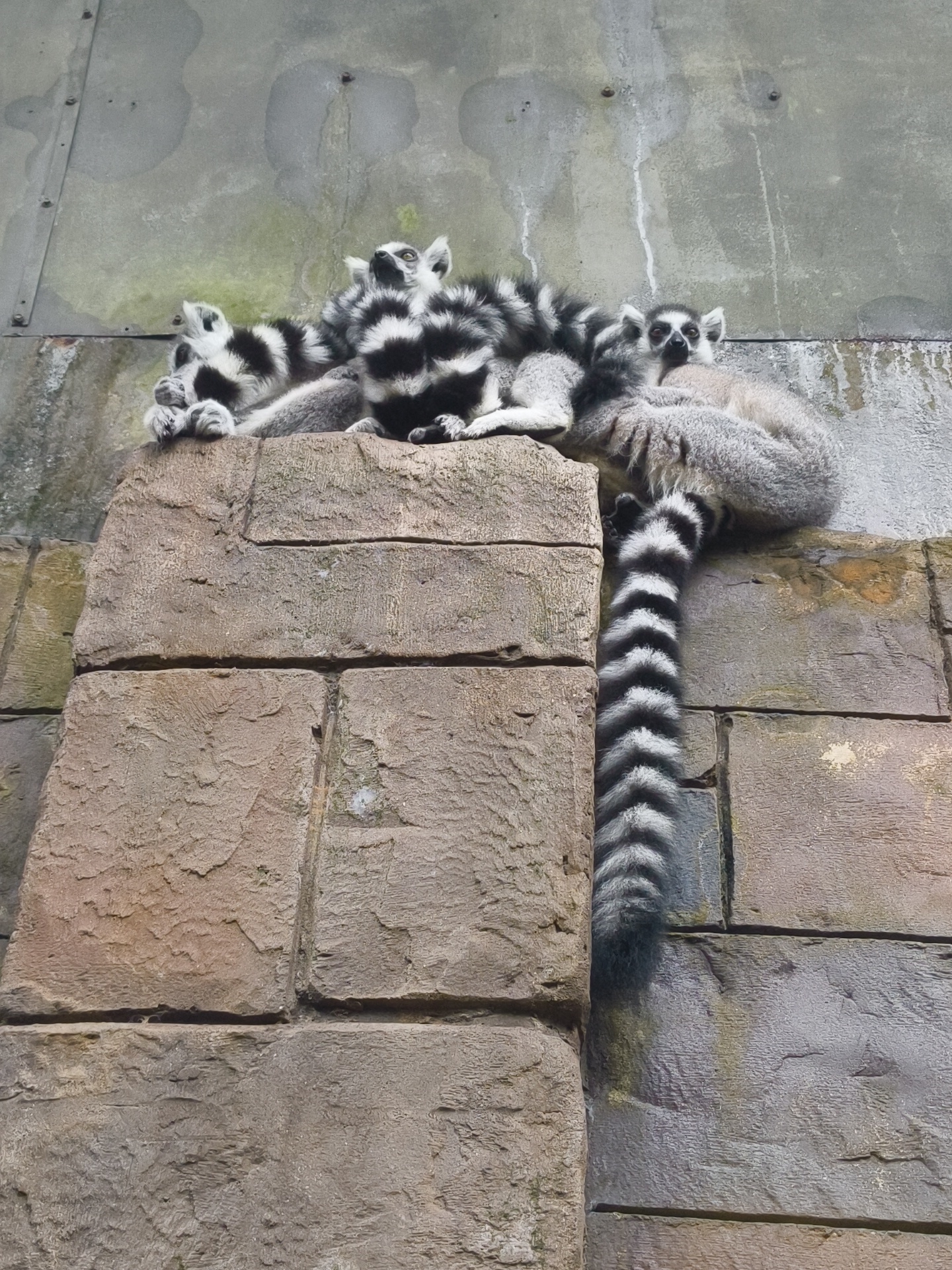A group of ring-tailed lemurs are resting on a stone ledge against a rough concrete wall. The lemurs are huddled together, some with their eyes closed and others looking alert. One lemur's distinctive black and white ringed tail hangs down the side of the ledge. The environment appears to be an outdoor enclosure, likely at a zoo or wildlife park. No specific location in Phú Quốc, Vietnam, can be identified from the image.