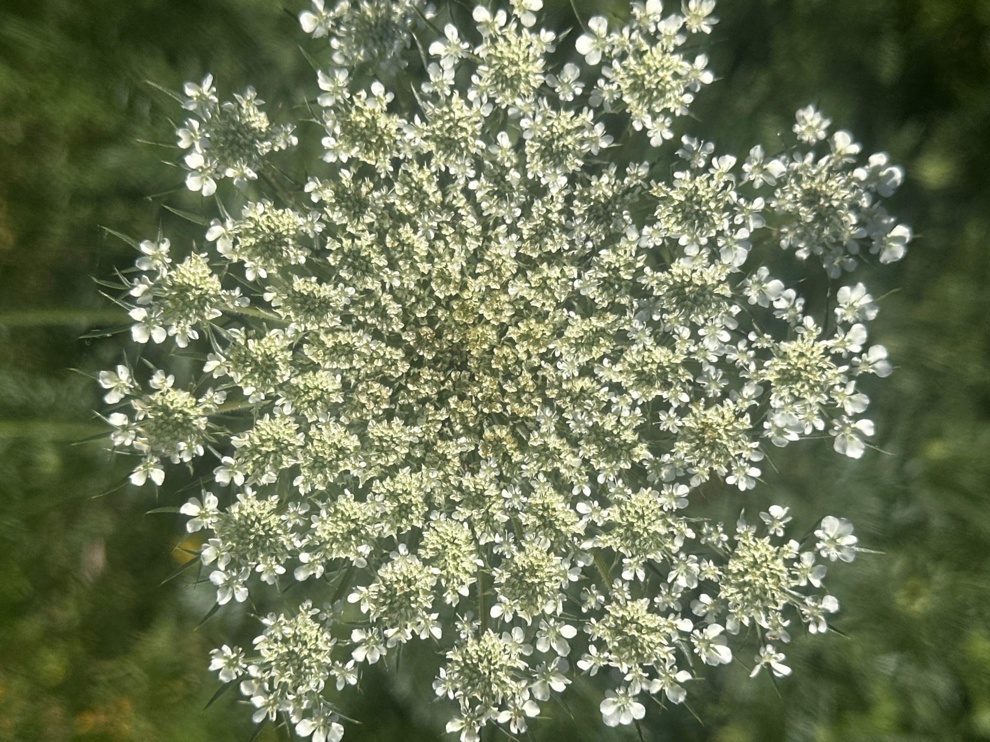 This is a top-down, close-up, medium shot of a Queen Anne's Lace flower in bloom. The flower has a large, intricate umbel structure composed of many small, white flowers arranged in a flat-topped cluster. The individual flowers have five delicate petals, and some appear to be in full bloom while others are still forming. The center of the flower is a pale green, with tiny pistils and stamens visible. The overall color palette is dominated by whites and pale greens, with the background being a blurred expanse of dark green foliage, suggesting an outdoor, natural setting, possibly a meadow or garden. The lighting suggests it is daytime, with the sun highlighting the delicate structure of the flower. There are no people, text, or identifiable location cues present in the image. The focus is entirely on the botanical details of the Queen Anne's Lace.