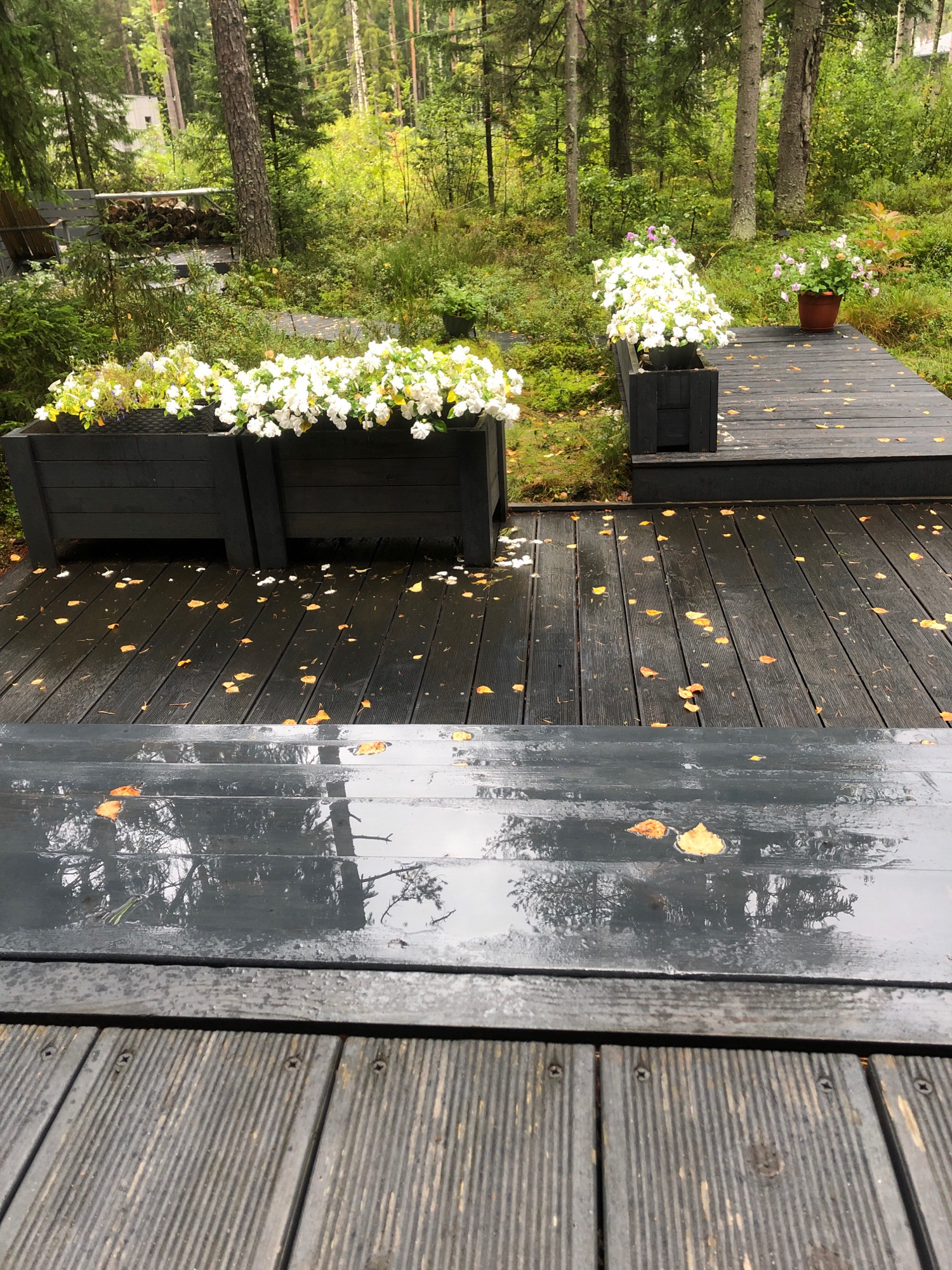 The image shows a wet, dark wooden deck in front of a wooded area. There are two large black planters filled with white flowers on the left side of the deck. To the right, a smaller wooden platform has a brown pot with flowers. Yellow and orange leaves are scattered across the deck, indicating an autumn season. The trees in the background suggest a natural, possibly rural or suburban setting. There are no people or animals visible in the image. The reflection of trees and sky is visible on the wet surface of the deck. The scene appears to be an outdoor living space in a residential area, possibly in a cooler climate given the autumn foliage. The location in Arfa, Russia, is not directly indicated by any visual cues within the image itself.