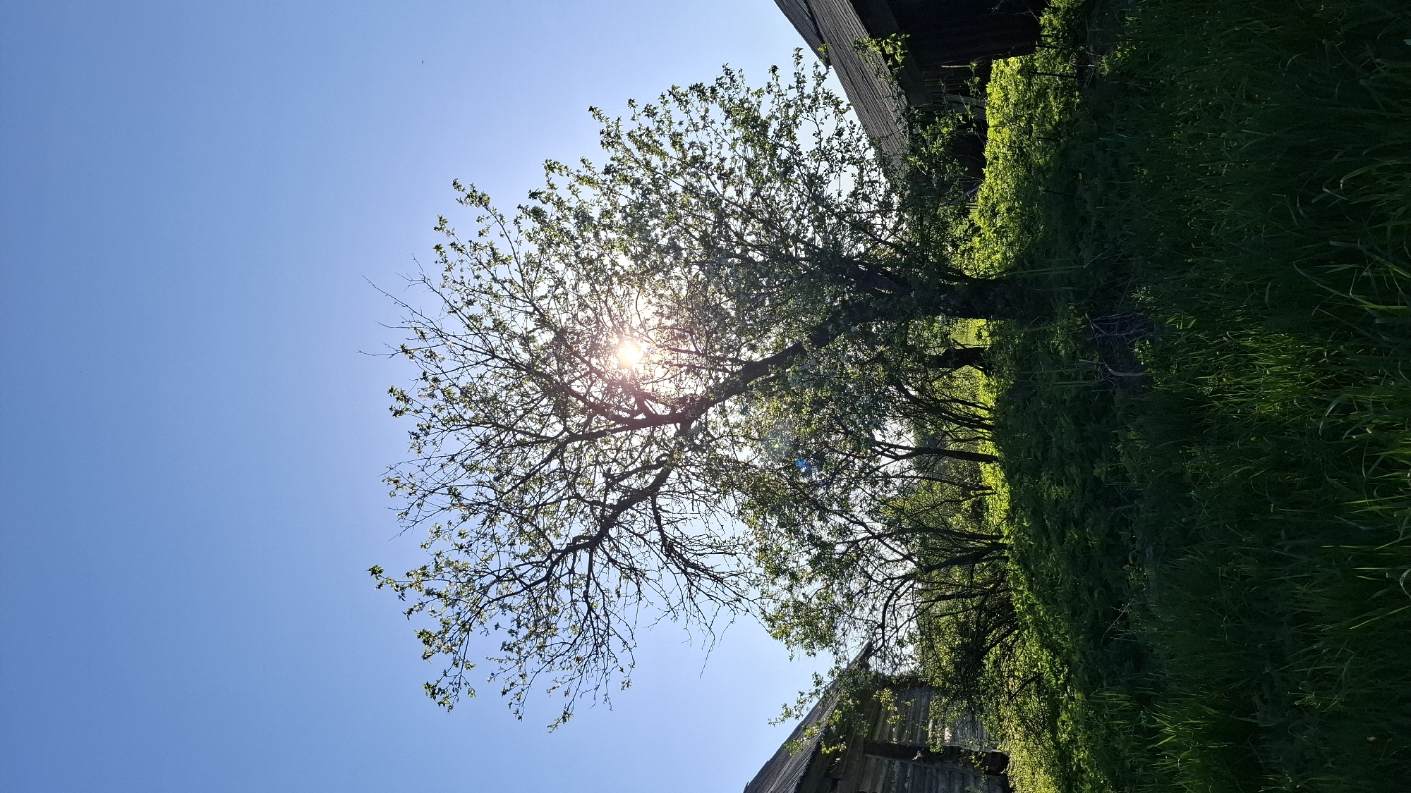 The image shows a view looking up at a tree with sparse foliage and bare branches against a bright blue sky. The sun is shining directly through the branches, creating a starburst effect. To the right, there is dense green grass and foliage, along with a portion of a weathered, wooden building structure. The orientation of the image is rotated counter-clockwise. The location is Шешурга, Russia.